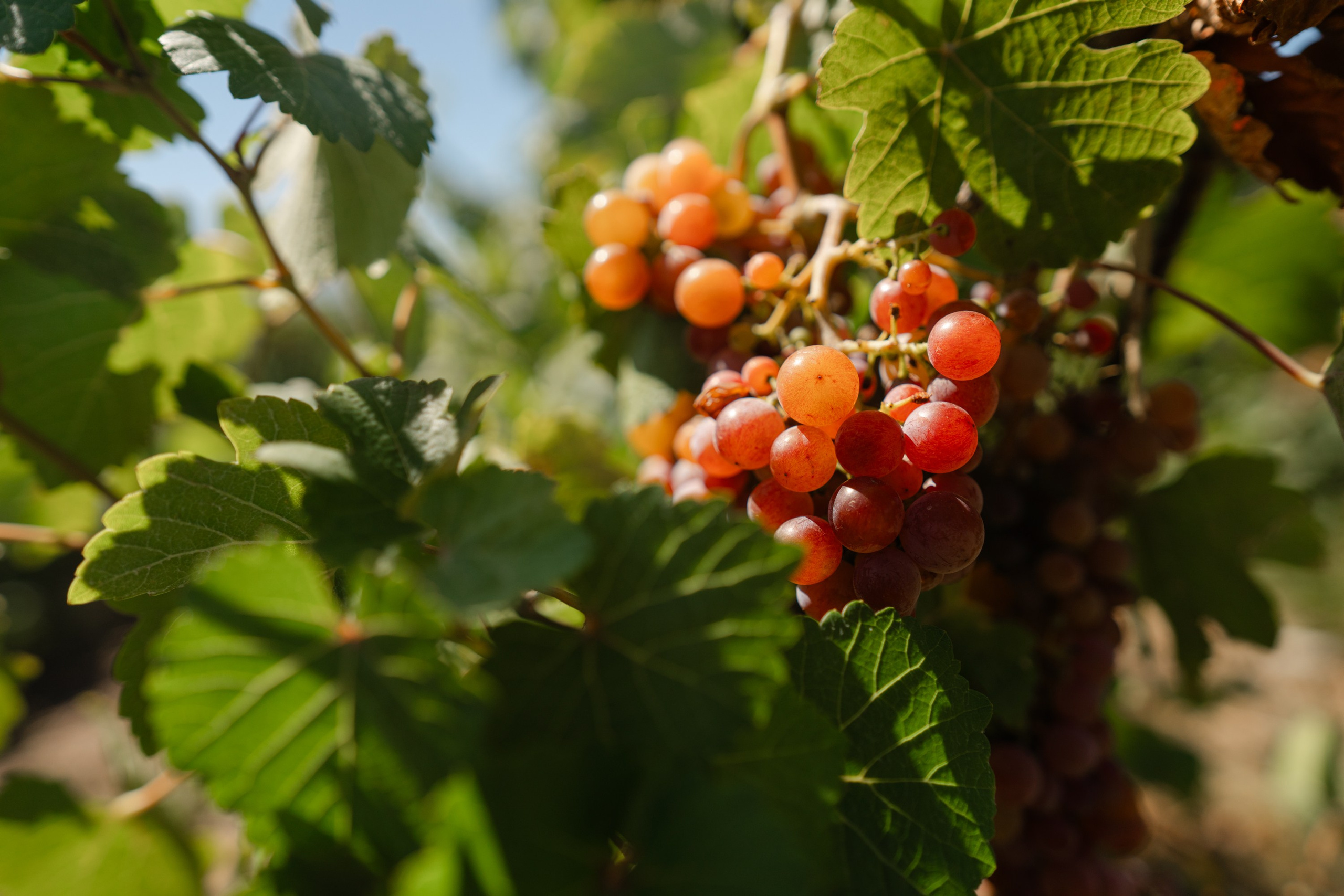 ArbaWine. Адиль Абильтаев|Фотограф|Астана