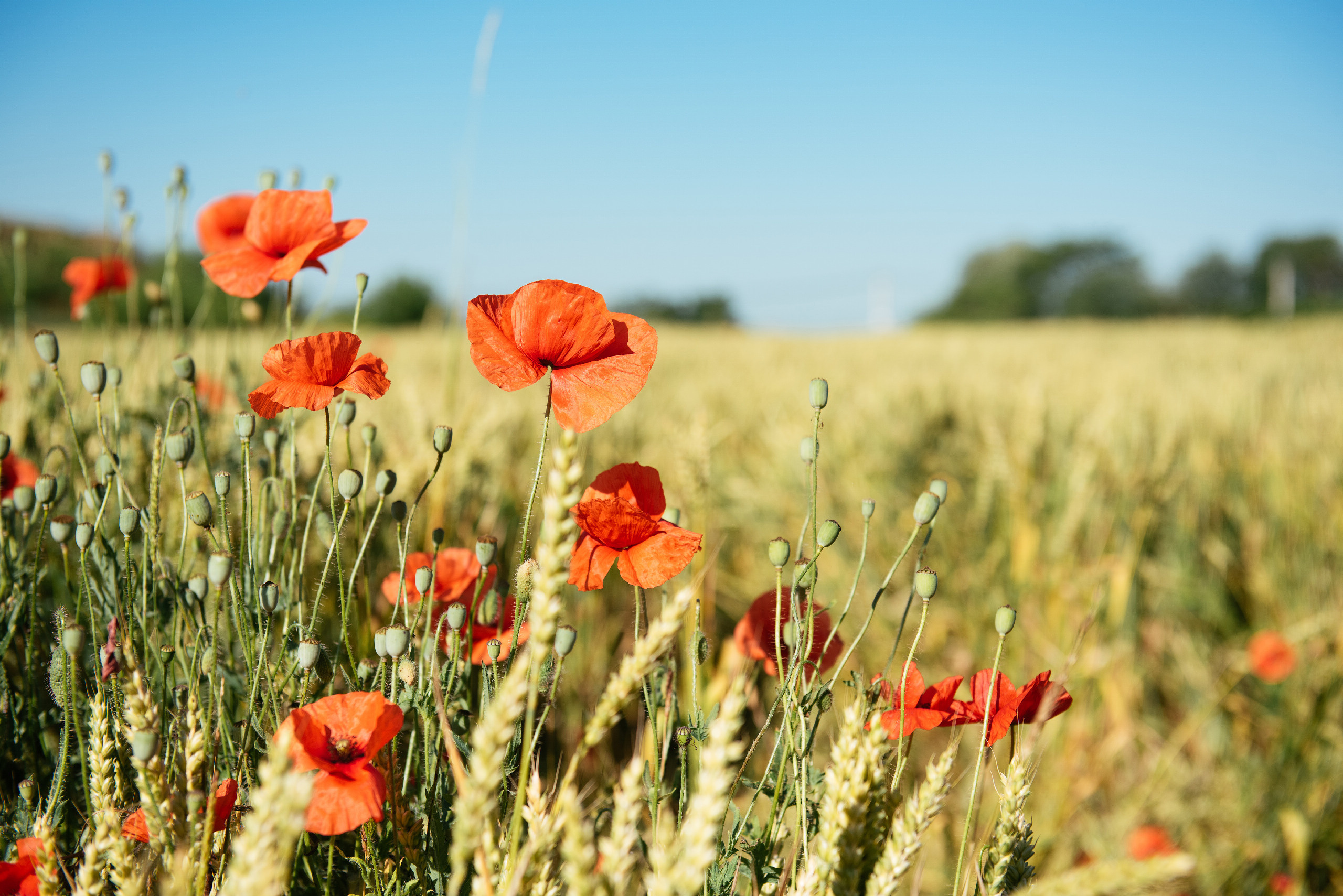 Семейный и контент фотограф в Краснодаре Вадим Лагутов