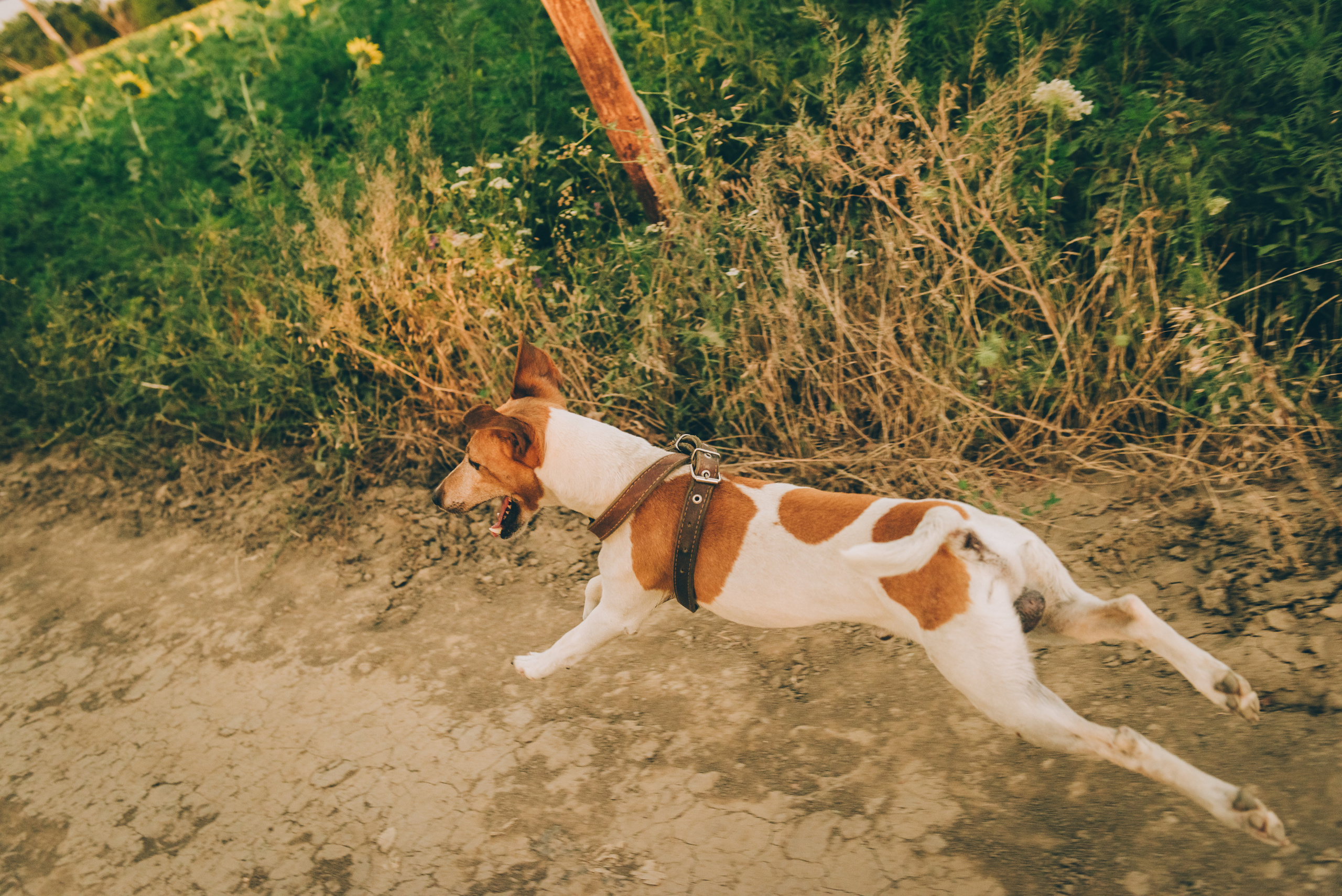 Счастливая семья, коты и собака. Семейный и контент фотограф в Краснодаре Вадим Лагутов