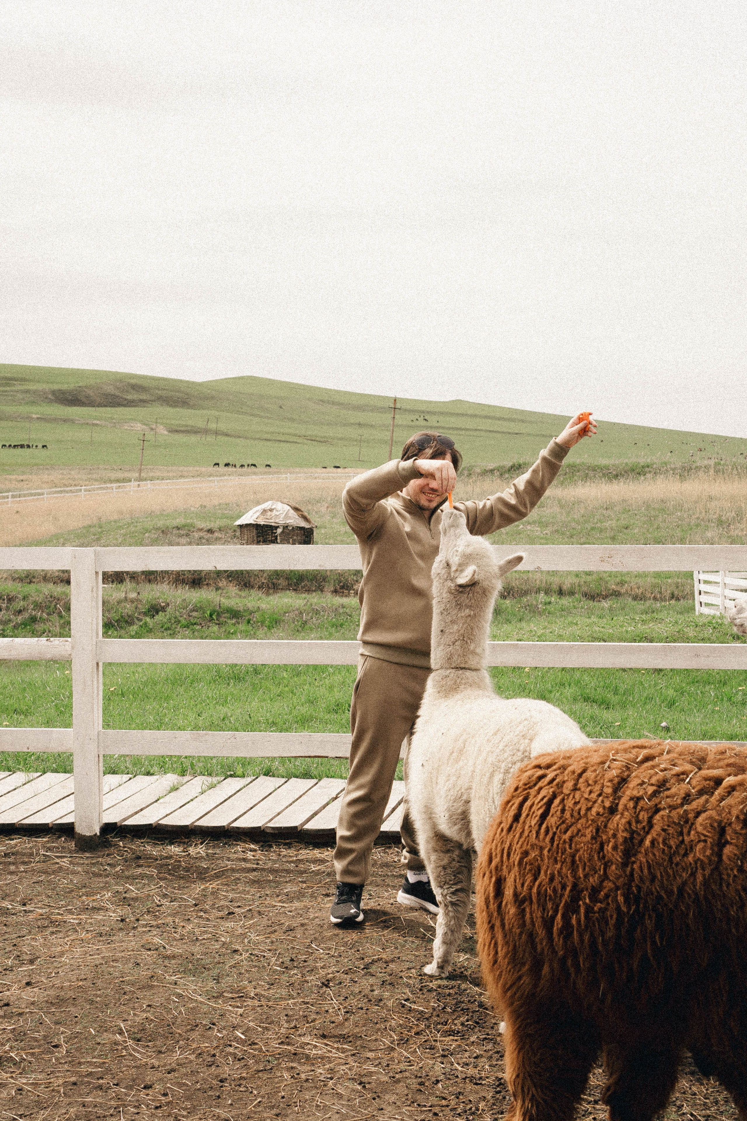 Ферма Альпак. Профессиональный фотограф, Санкт-Петербург — Виктория Богомолова
