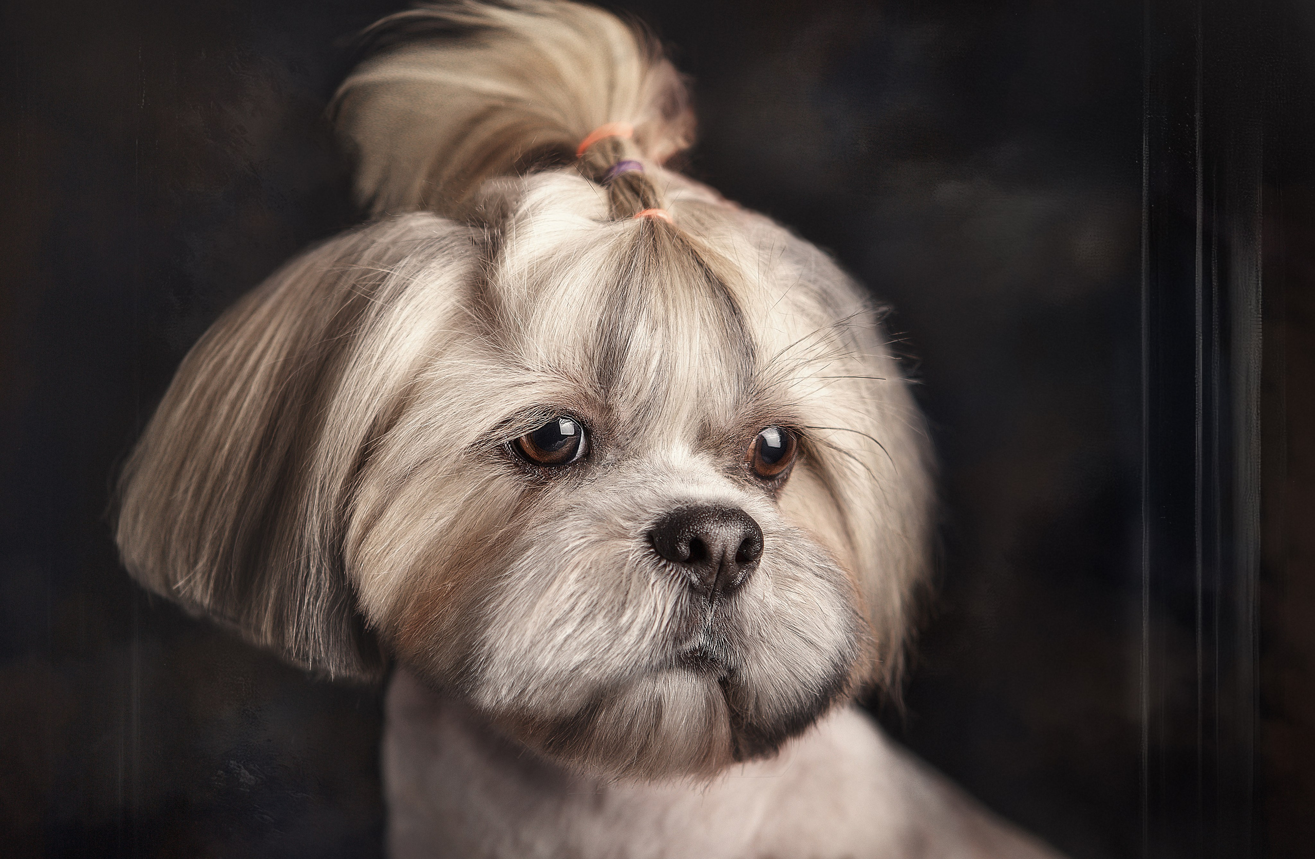 Портфолио. Студия груминга Валерии Кравец