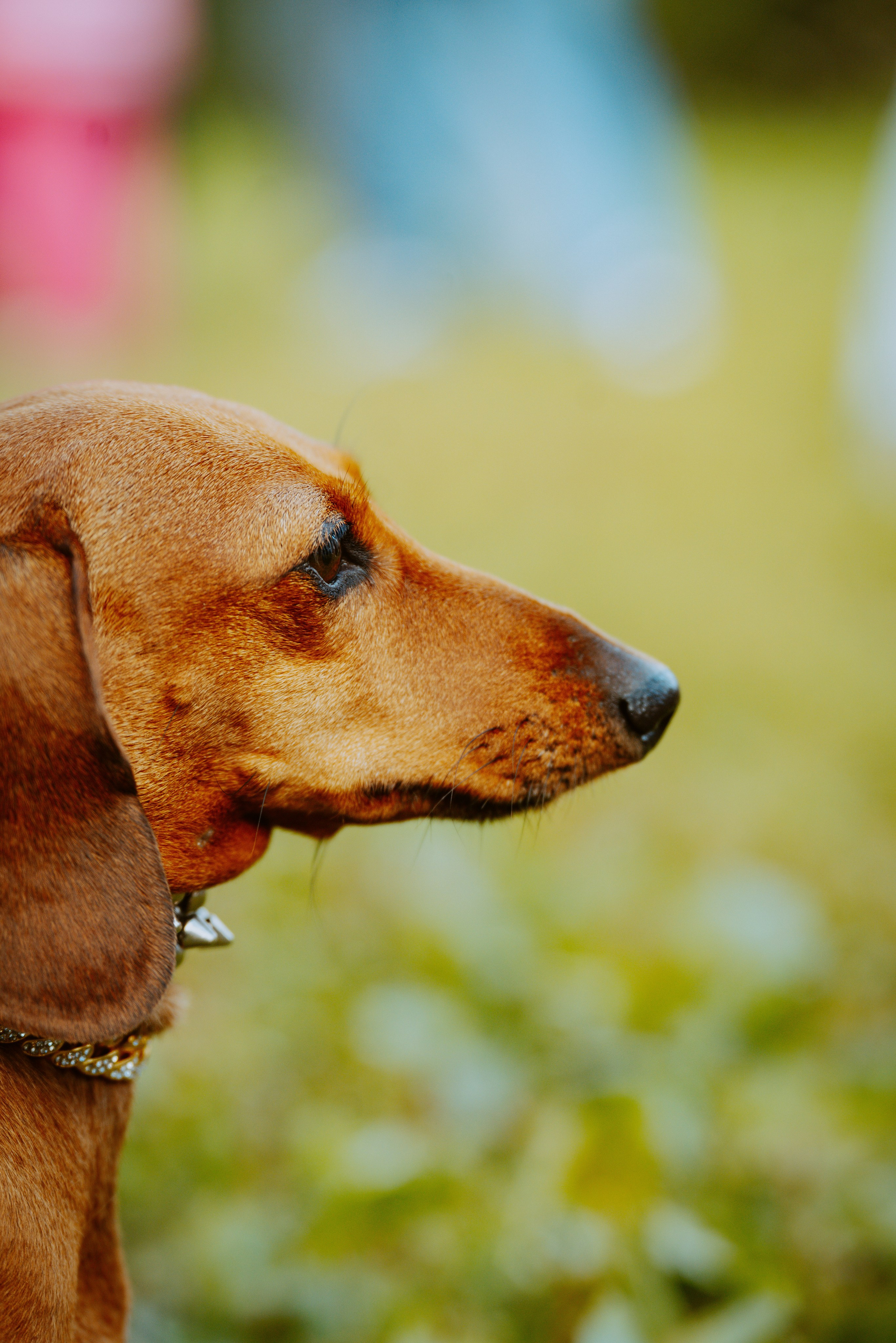 Такспарад. Фотограф анималист в Спб недорого Олеся Майорова