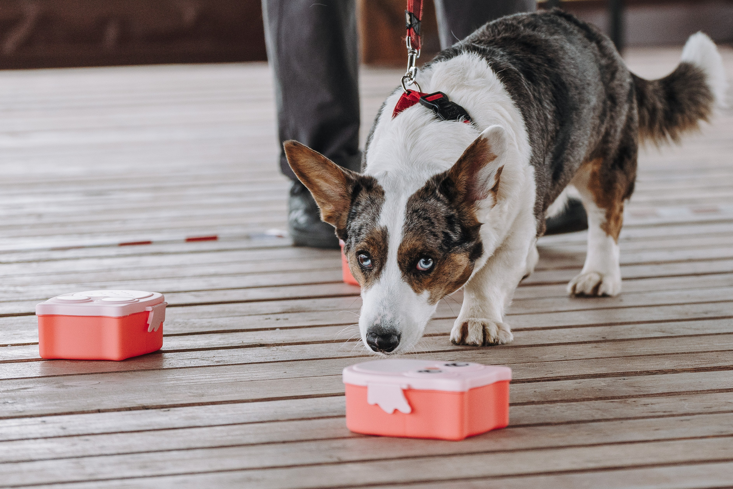 Соревнования по ноузворку в Лосево. Фотограф анималист в Спб недорого Олеся Майорова