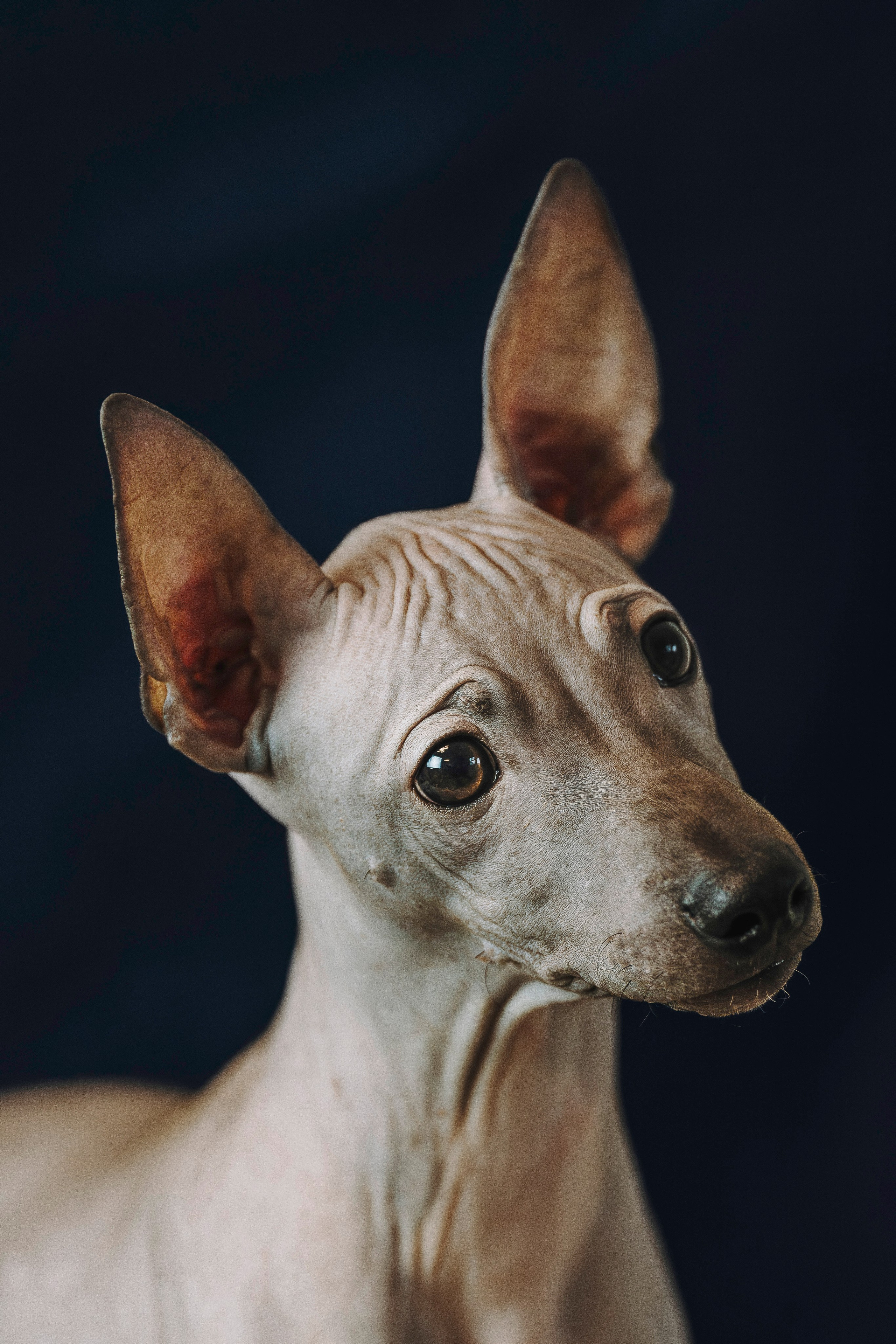 Малыши американского голого терьера. Фотограф анималист в Спб недорого Олеся Майорова