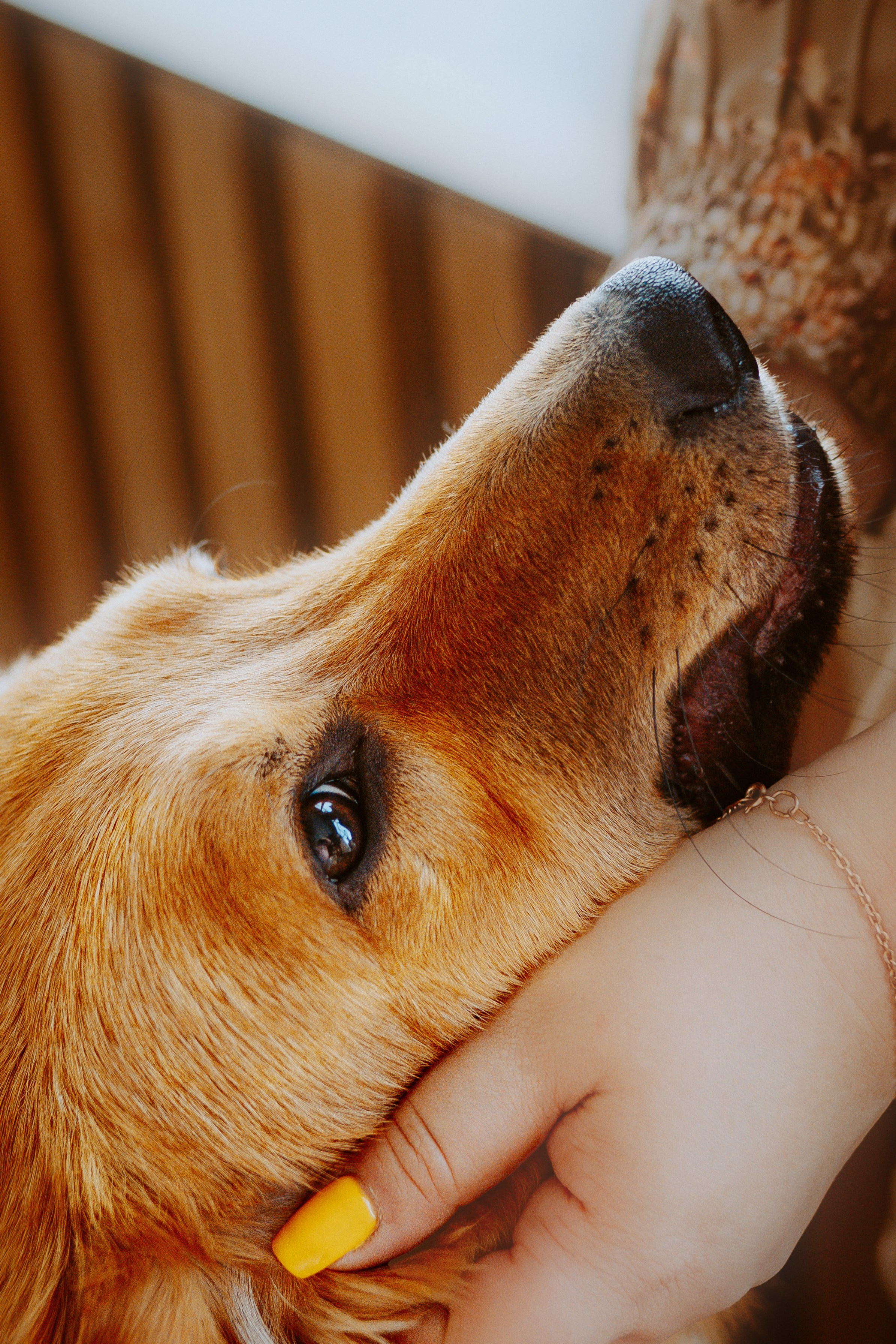 Рэй, Кузя, Ольга и Александр. Фотограф анималист в Спб недорого Олеся Майорова