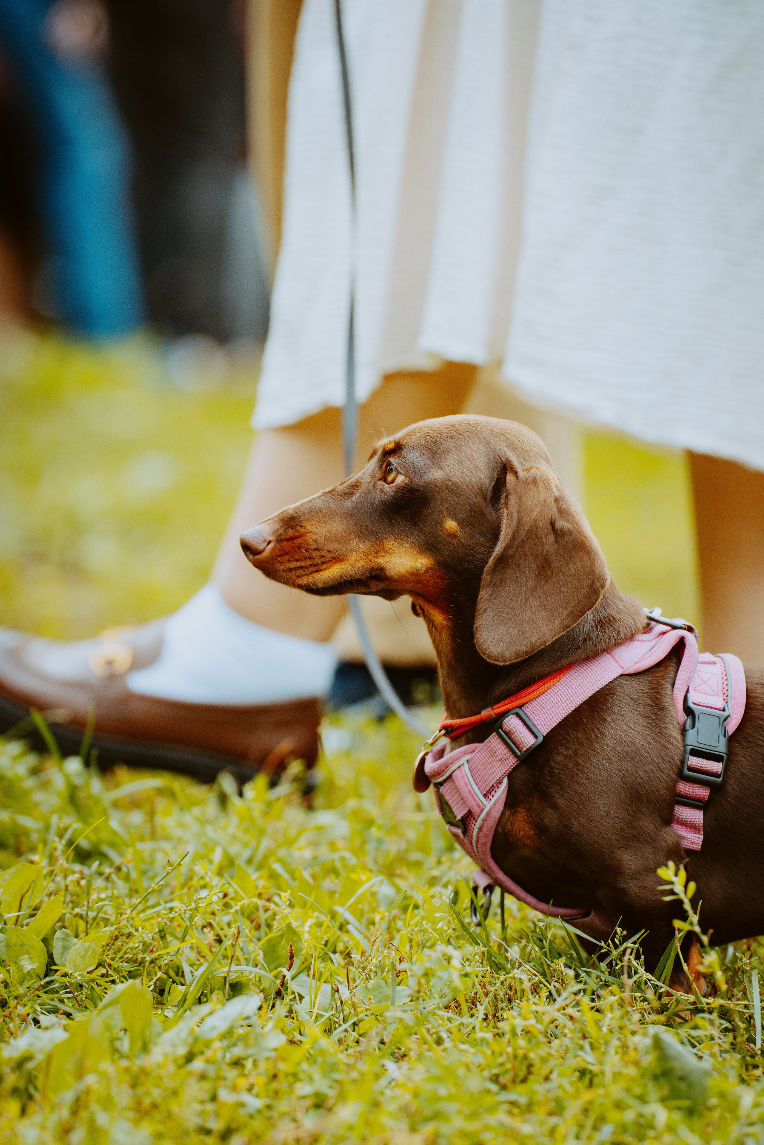 Такспарад. Фотограф анималист в Спб недорого Олеся Майорова