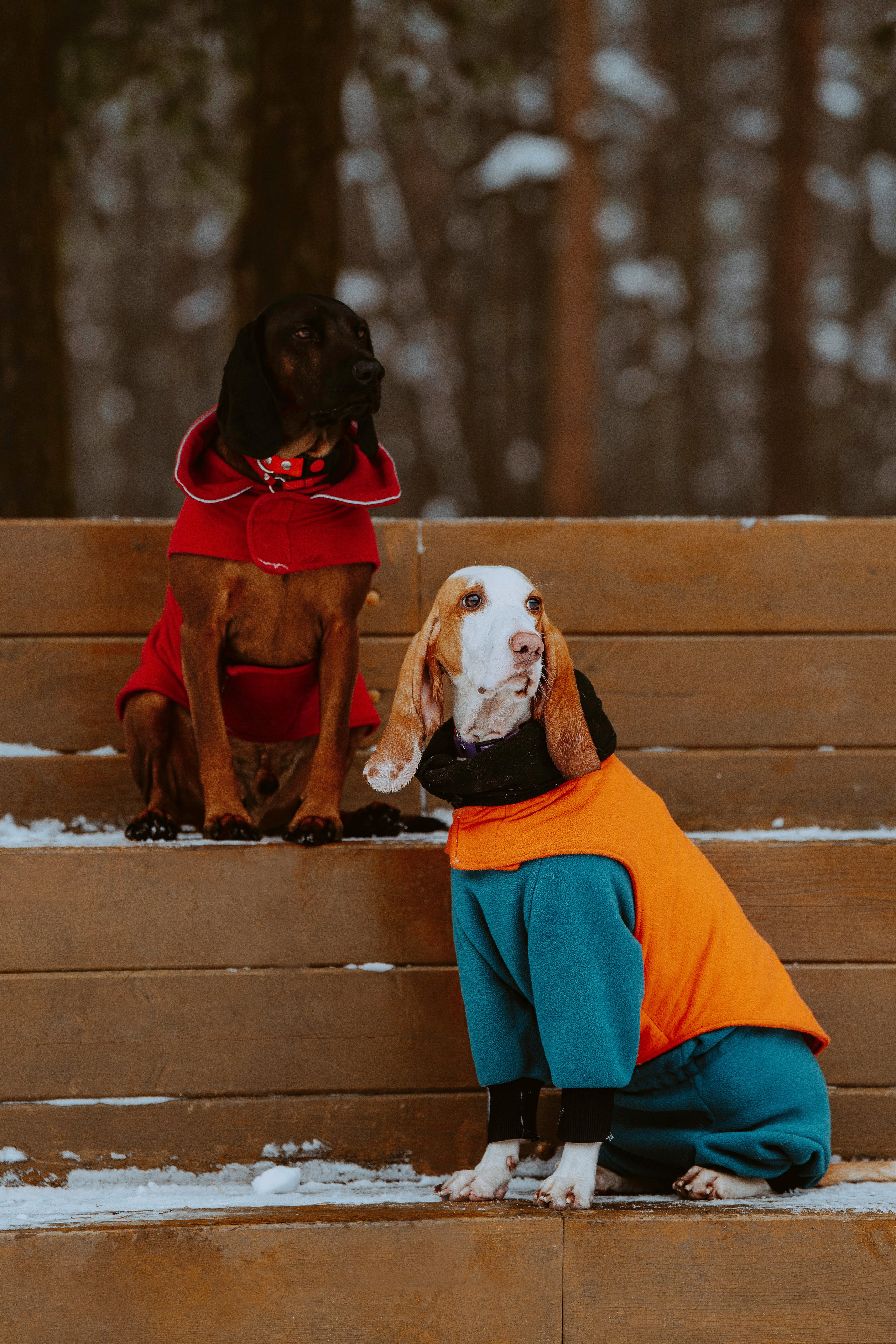 Ольга, Рора и Румпель. Фотограф анималист в Спб недорого Олеся Майорова