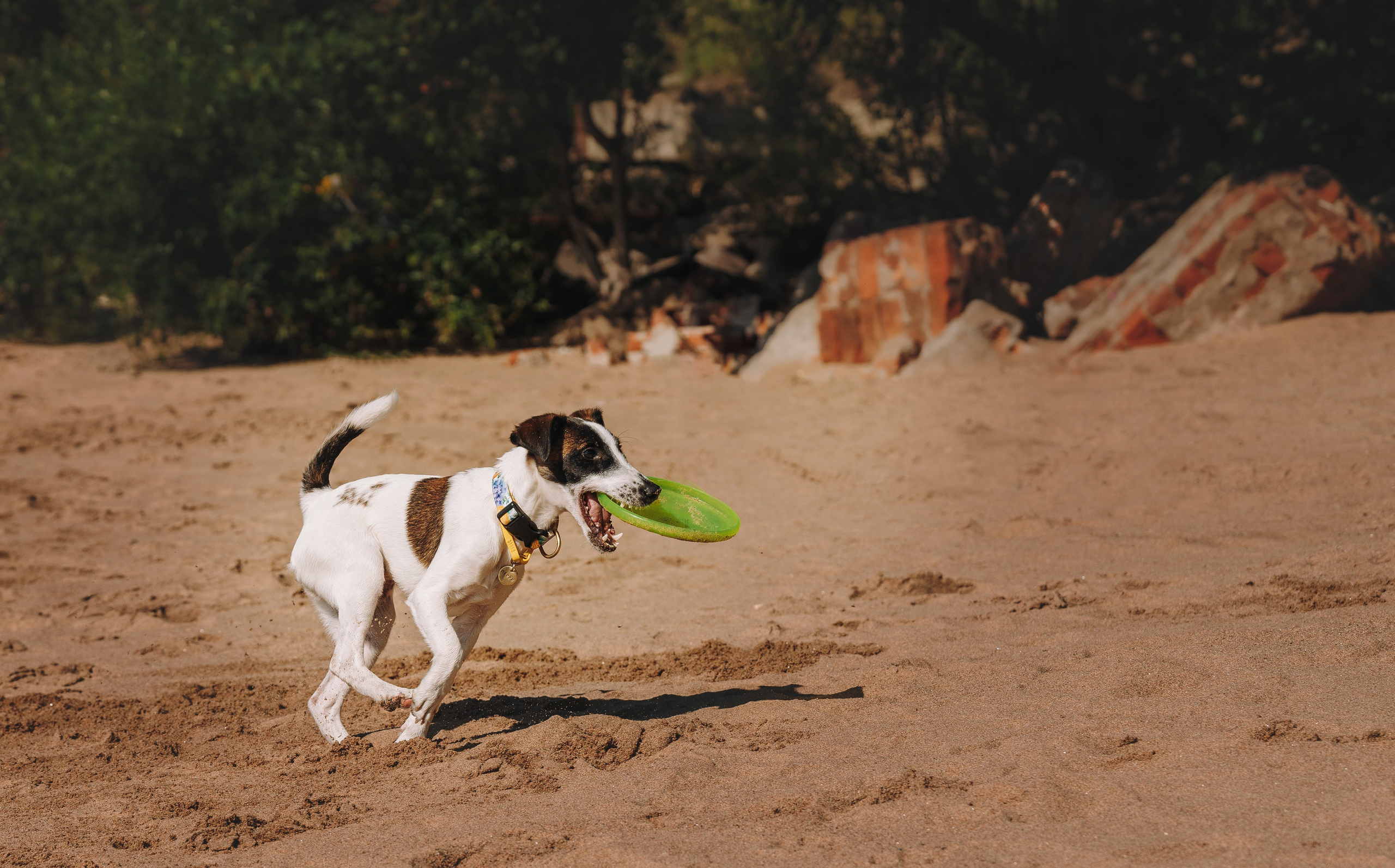 Ксения и Перри. Фотограф анималист в Спб недорого Олеся Майорова