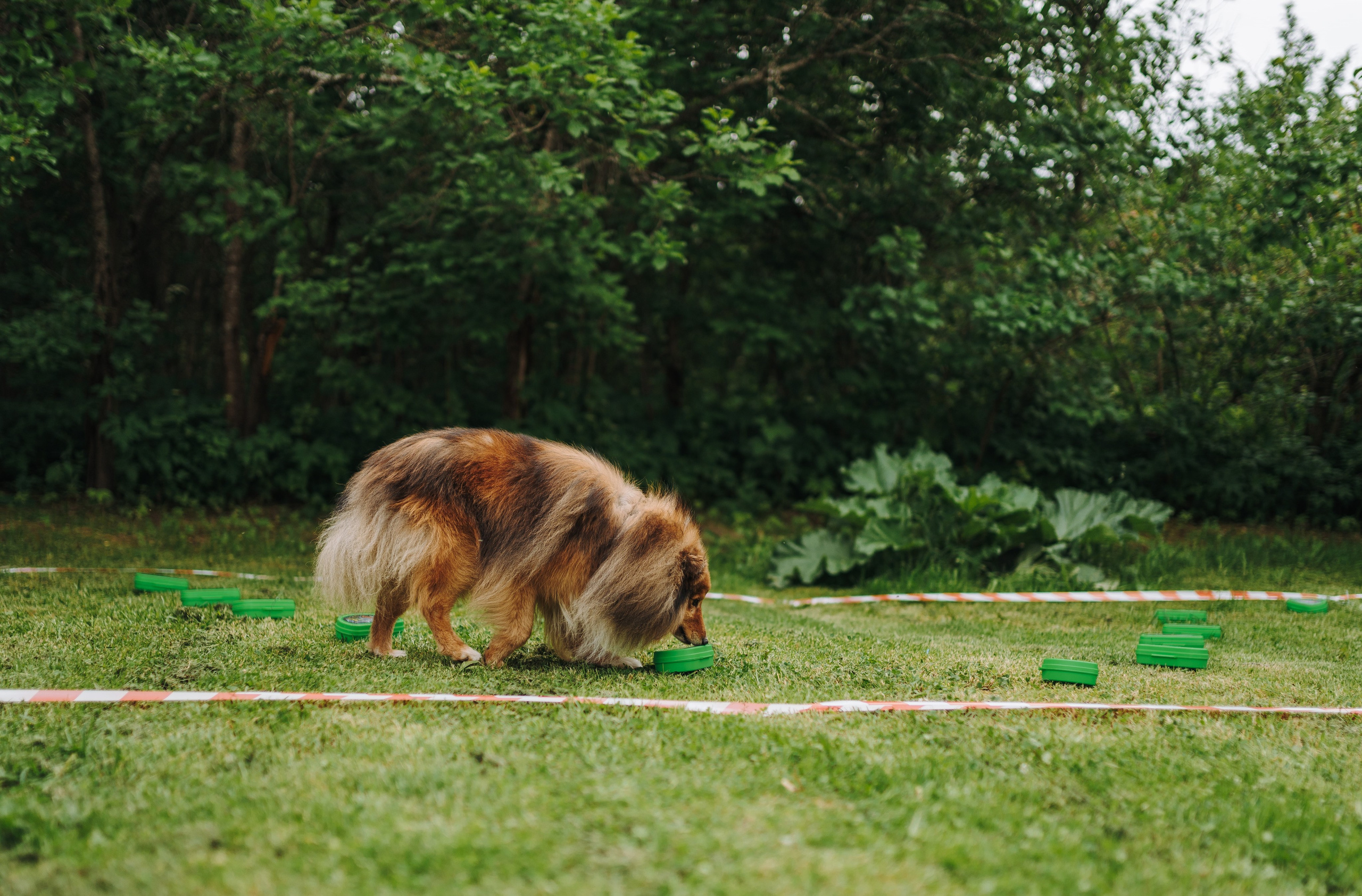 Соревнования по ноузворку. Фотограф анималист в Спб недорого Олеся Майорова
