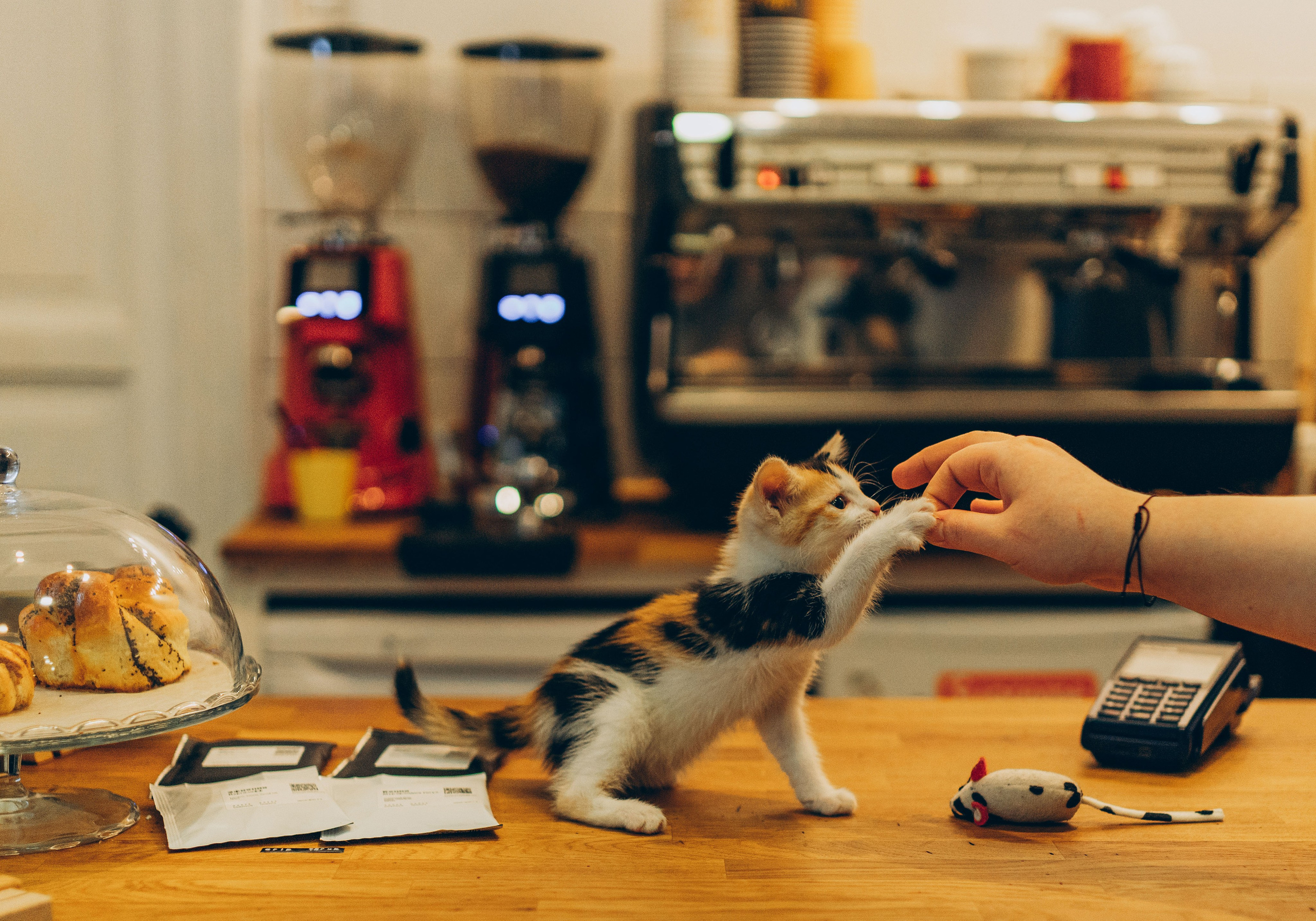 Соник. Фотограф анималист в Спб недорого Олеся Майорова