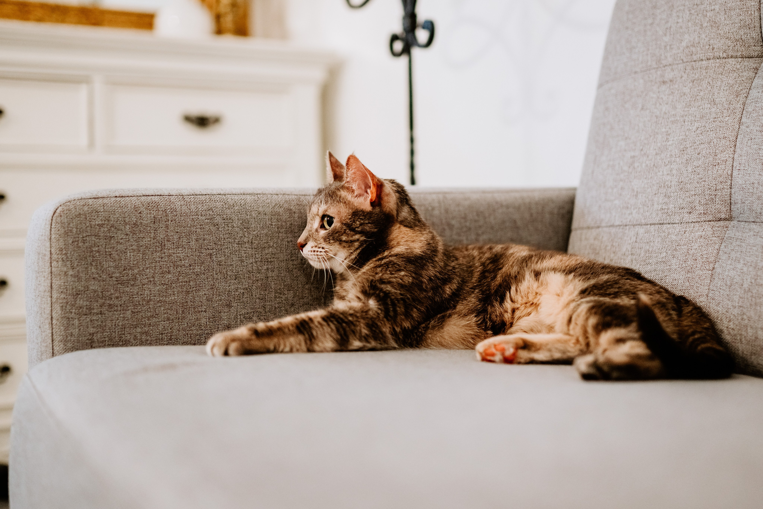 Натали и Иззи. Фотограф анималист в Спб недорого Олеся Майорова