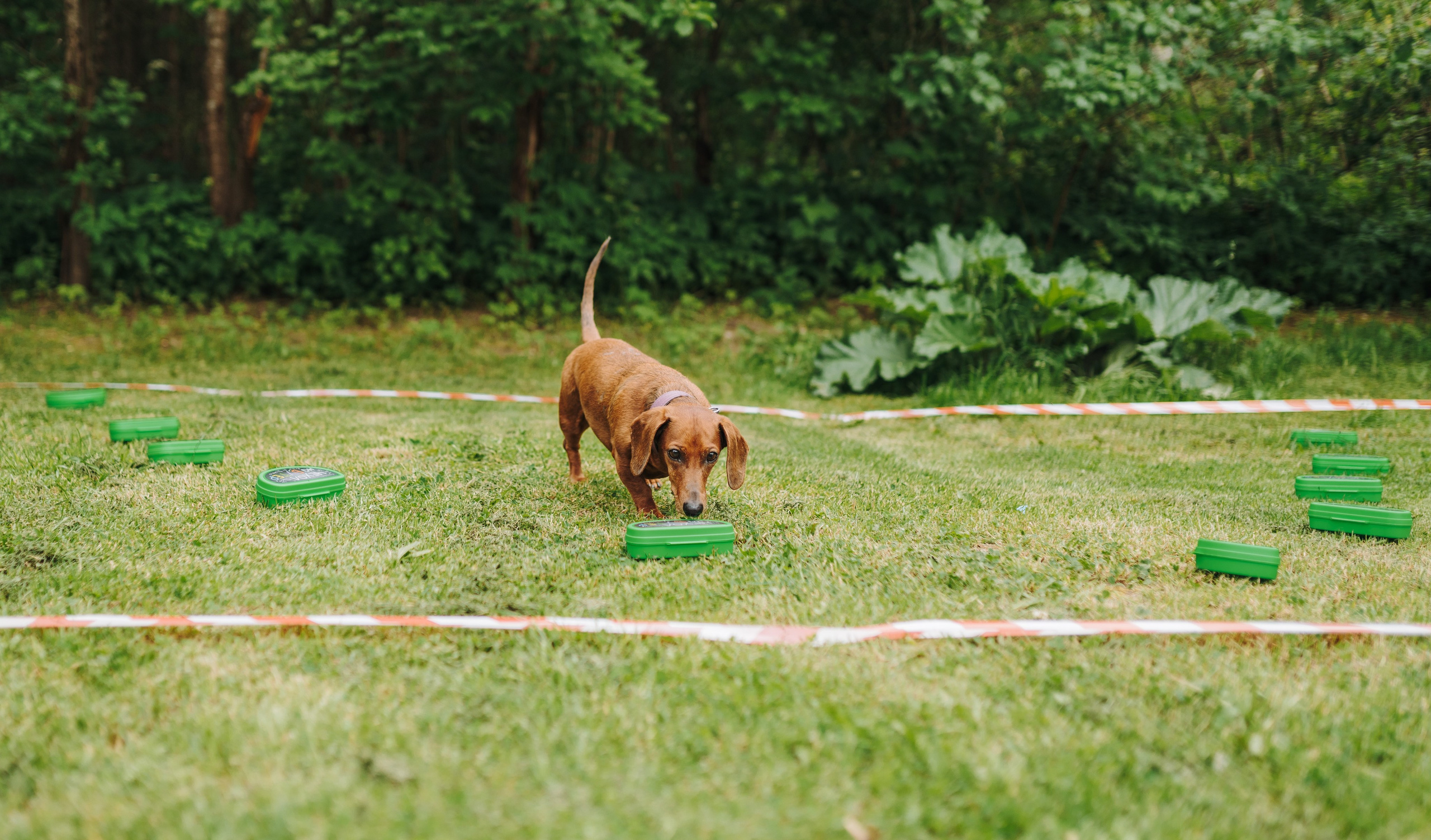 Соревнования по ноузворку. Фотограф анималист в Спб недорого Олеся Майорова