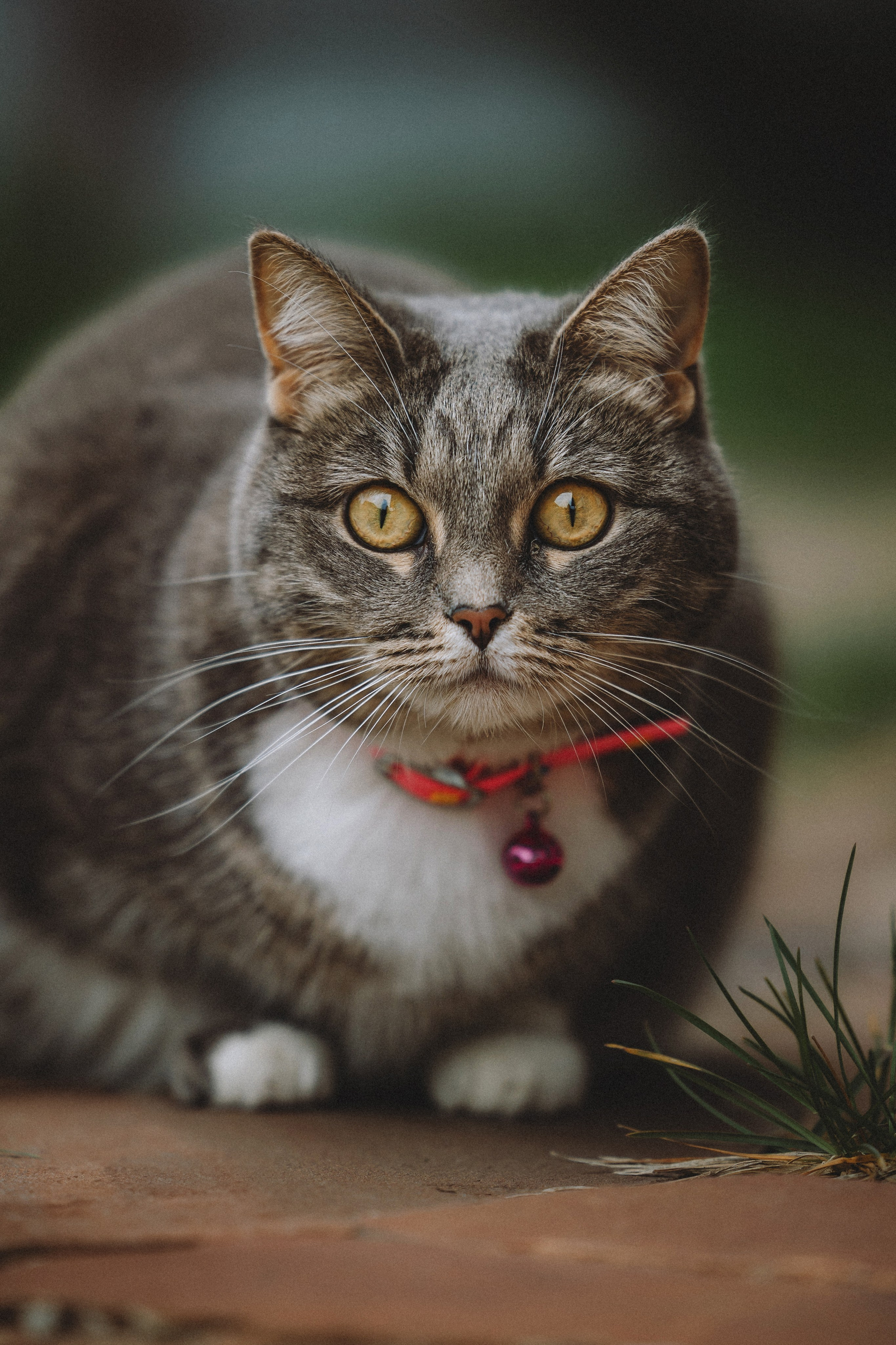 Леброн, Муся и Ира