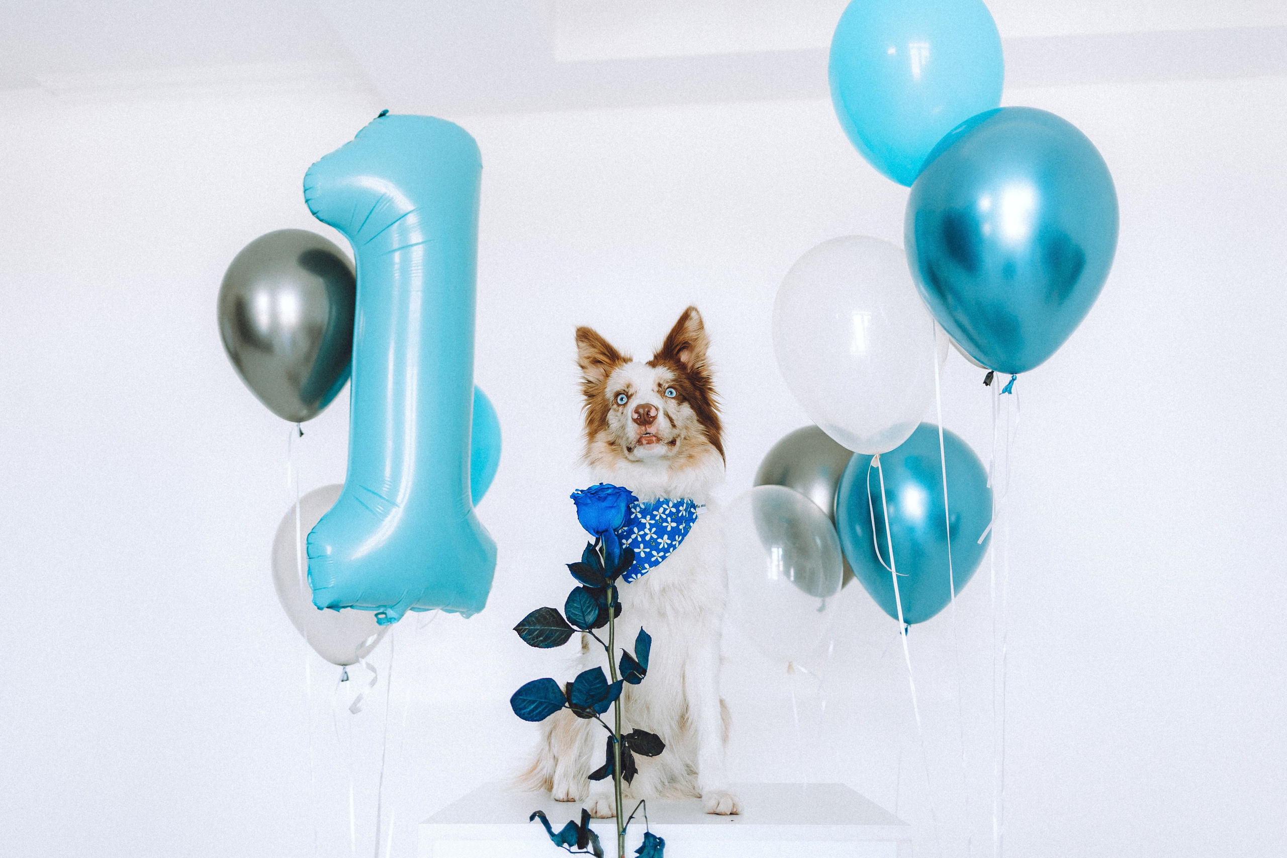 День рождения Айко