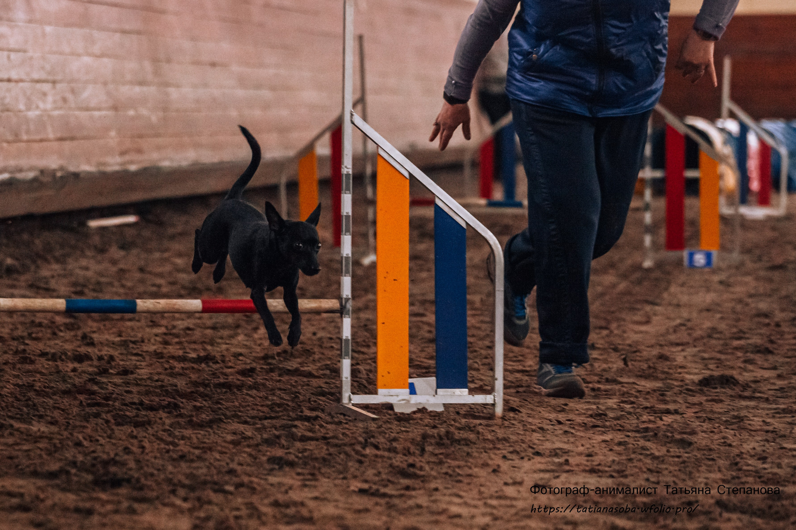 Соревнования по Аджилити 25.02.2024. Фотограф-анималист Татьяна Степанова