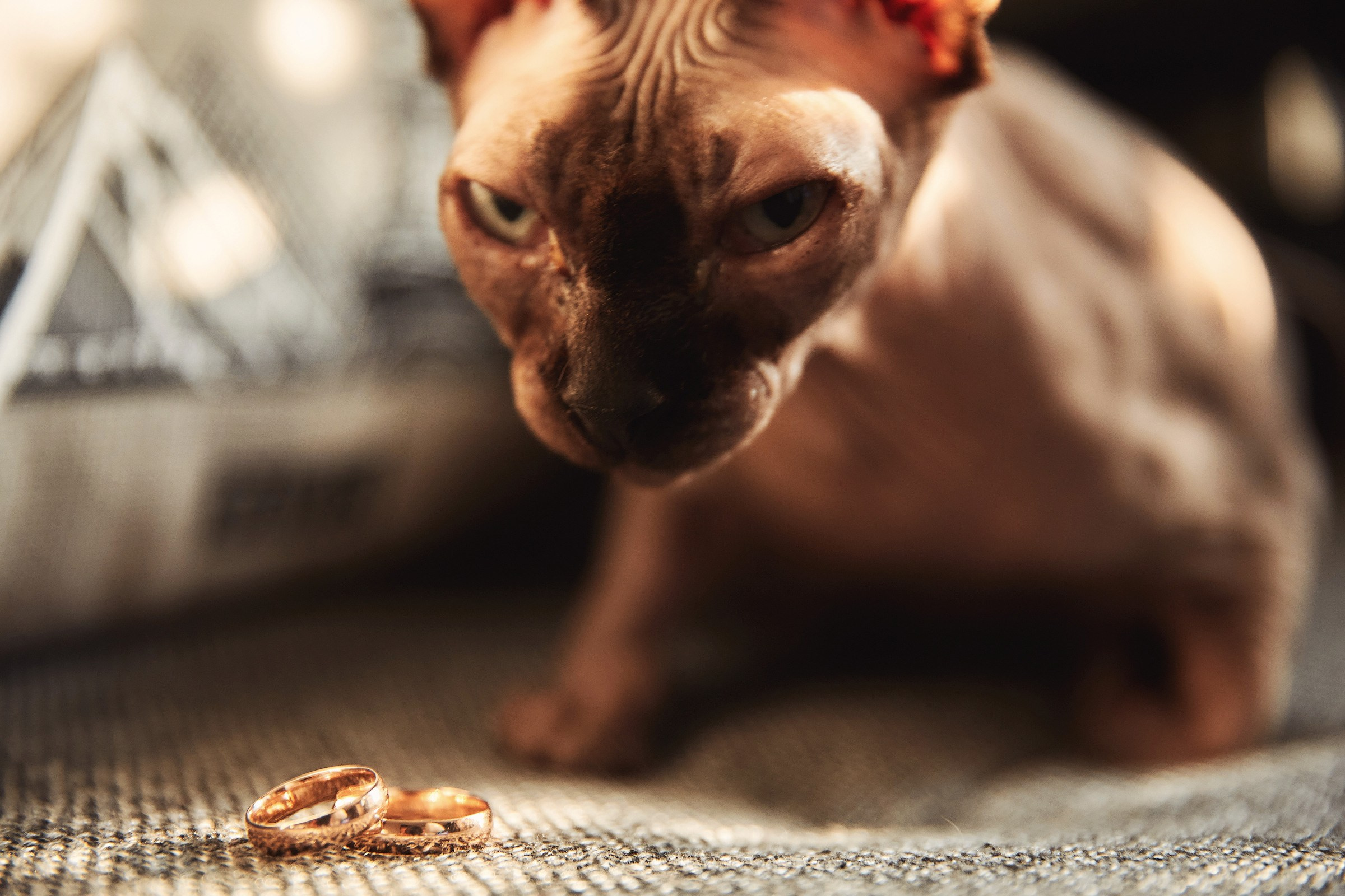 Свадебный и семейный фотограф в Воронеже Алексей Мешалкин