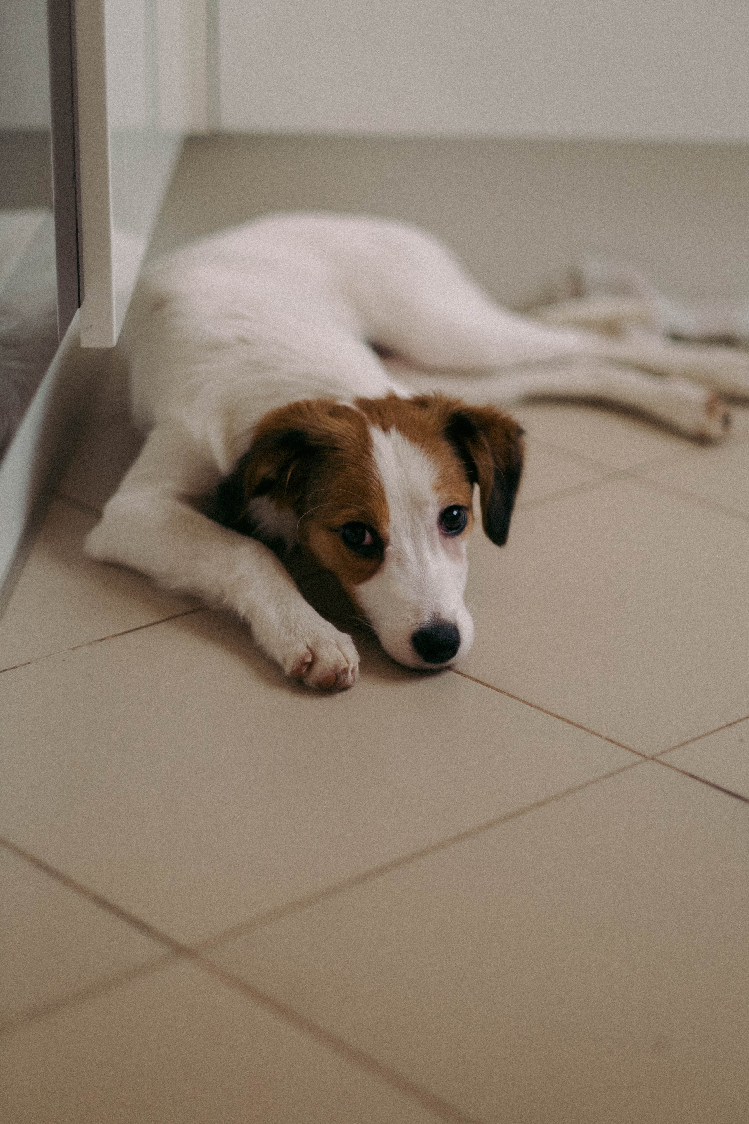 Лика и Клео. Свадебный фотограф Оля Григунова