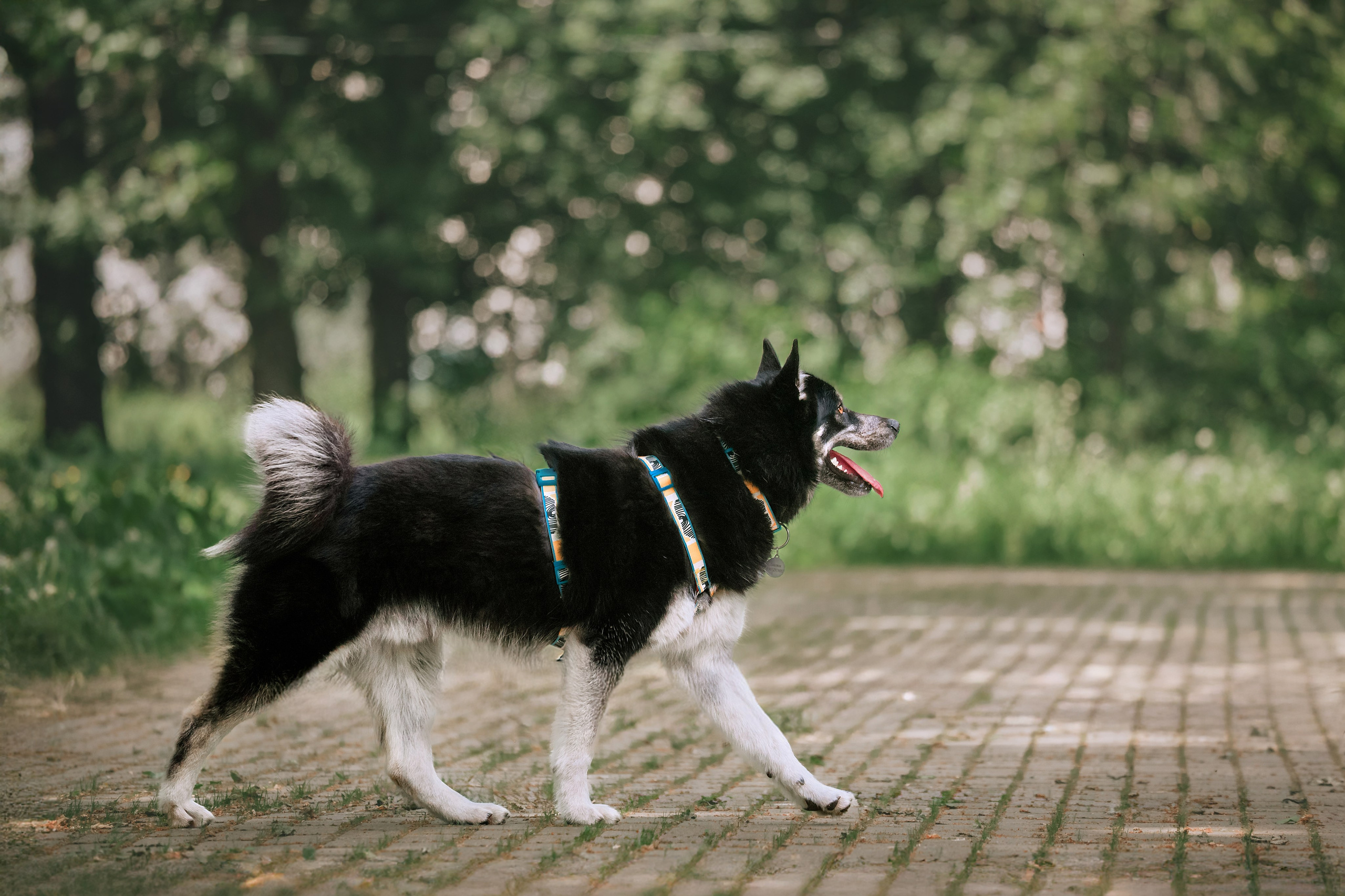 Собаки из приюта Дубовая роща лето 2025. Фотограф-анималист Татьяна Степанова