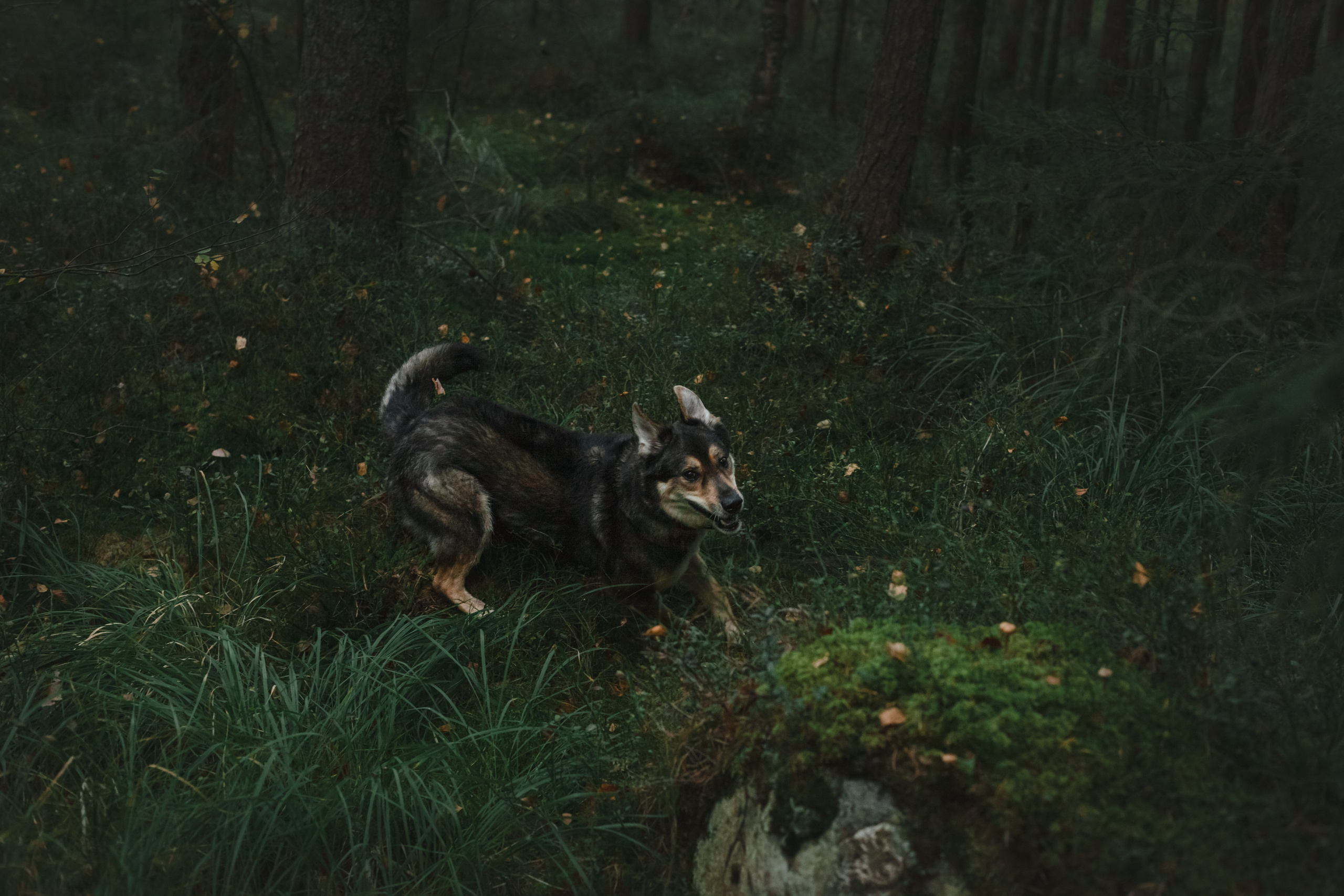 Фотопрогулка в Ленобласти. Фотограф-анималист Татьяна Степанова