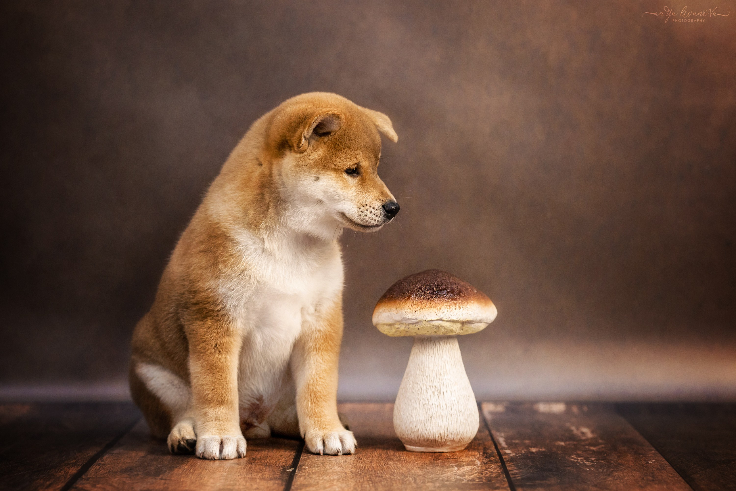 Сибушки. Фотограф анималист Аня Ливанова | Рыбинск