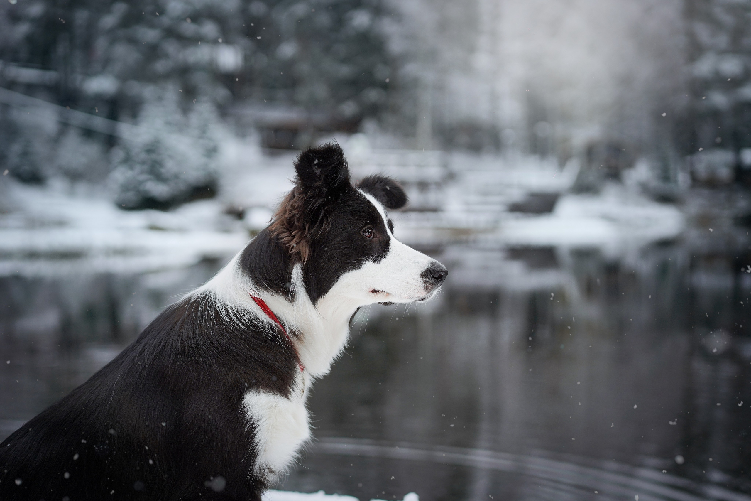 Юлия и Груша. Фотограф-анималист в Санкт-Петербурге Яна Мартынова