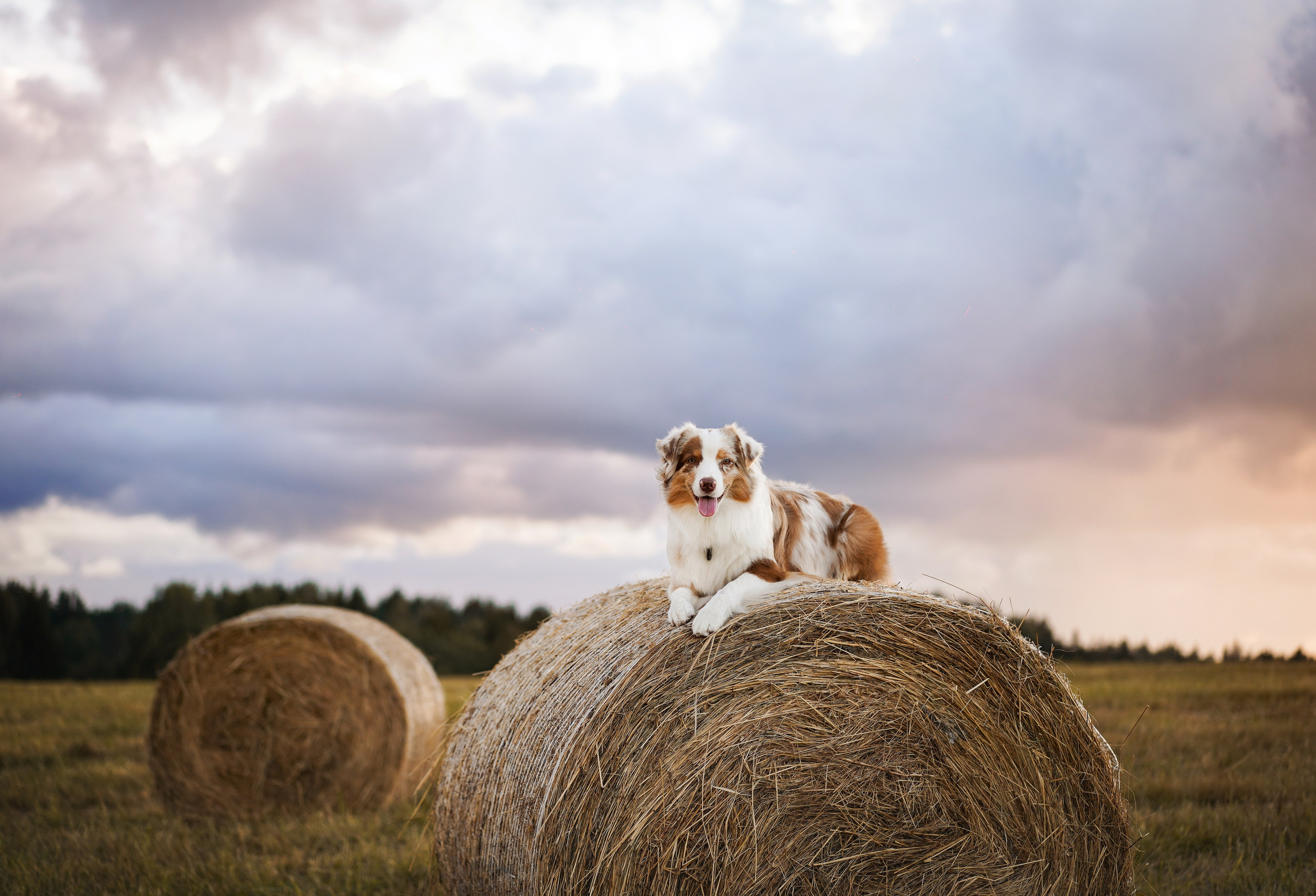 Панда и стога. Фотограф-анималист в Санкт-Петербурге Яна Мартынова