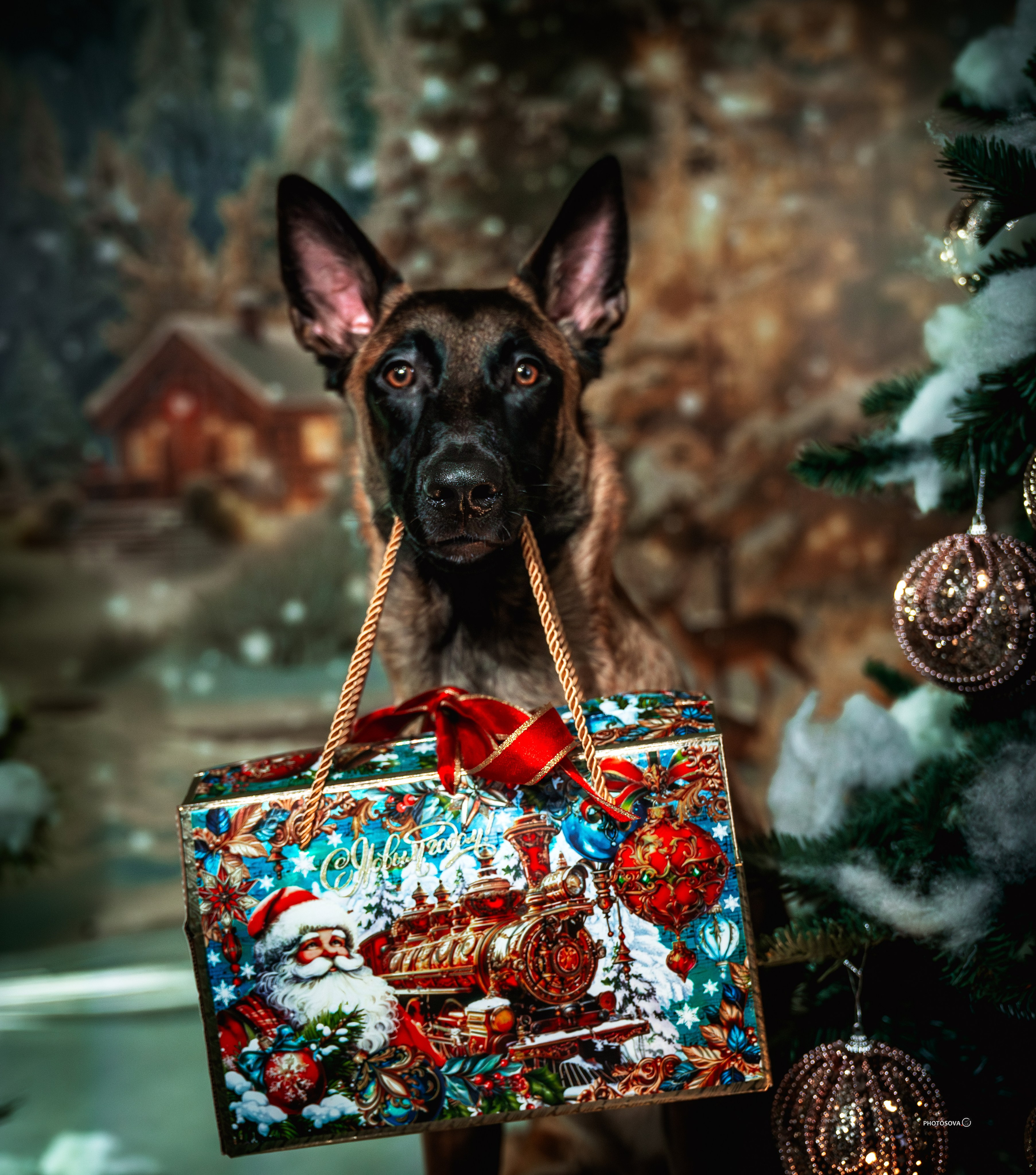 ФОТОПАМЯТЬ ВАШИХ ЭМОЦИЙ. Фотограф-анималист, семейный фотограф в Москве и Подмосковье. Фотосъёмка кинологических дисциплин