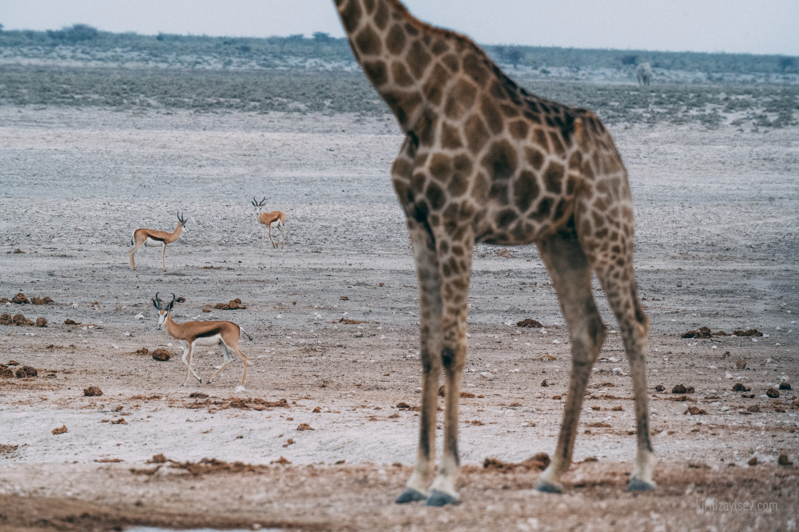 Жизнь. Профессиональный фотограф Кирилл Зайцев