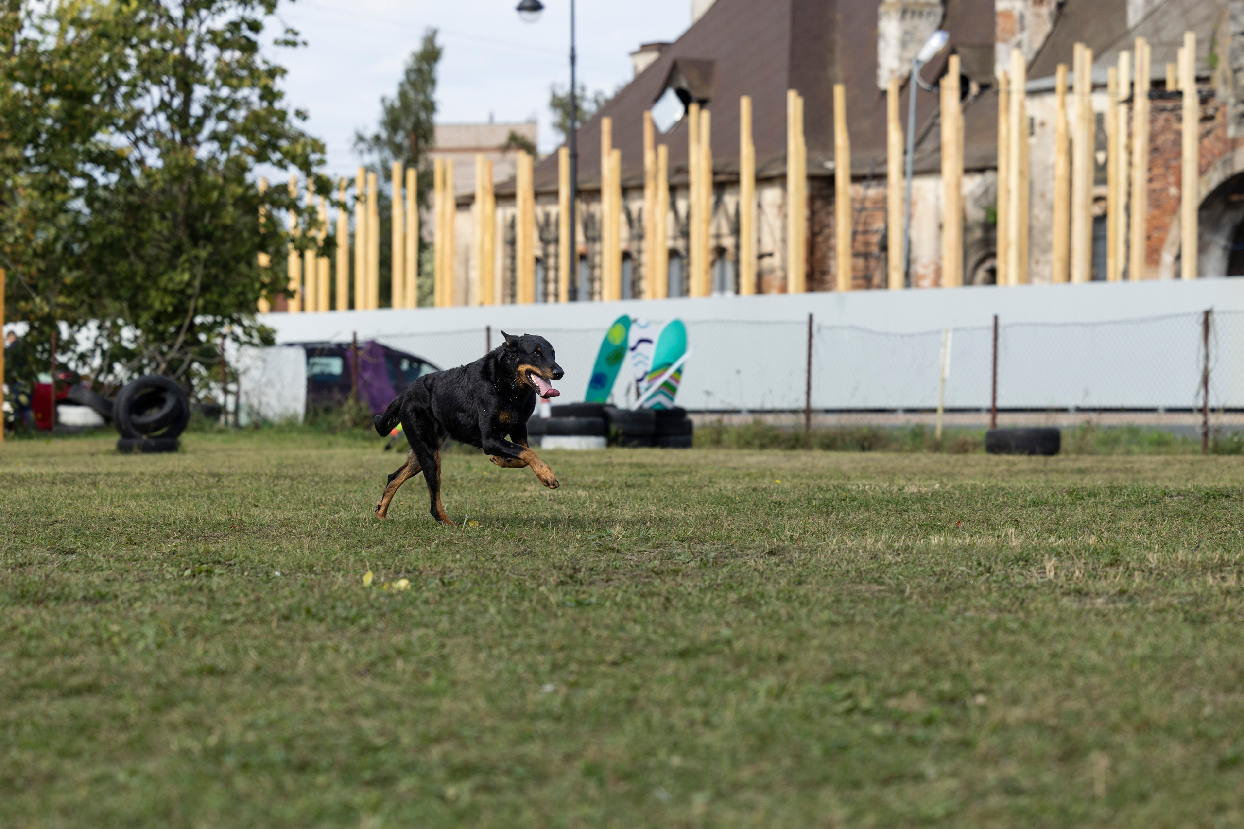 Испытания по Мондьорингу г. Пушкин. Фотограф-анималист Анна Маринич