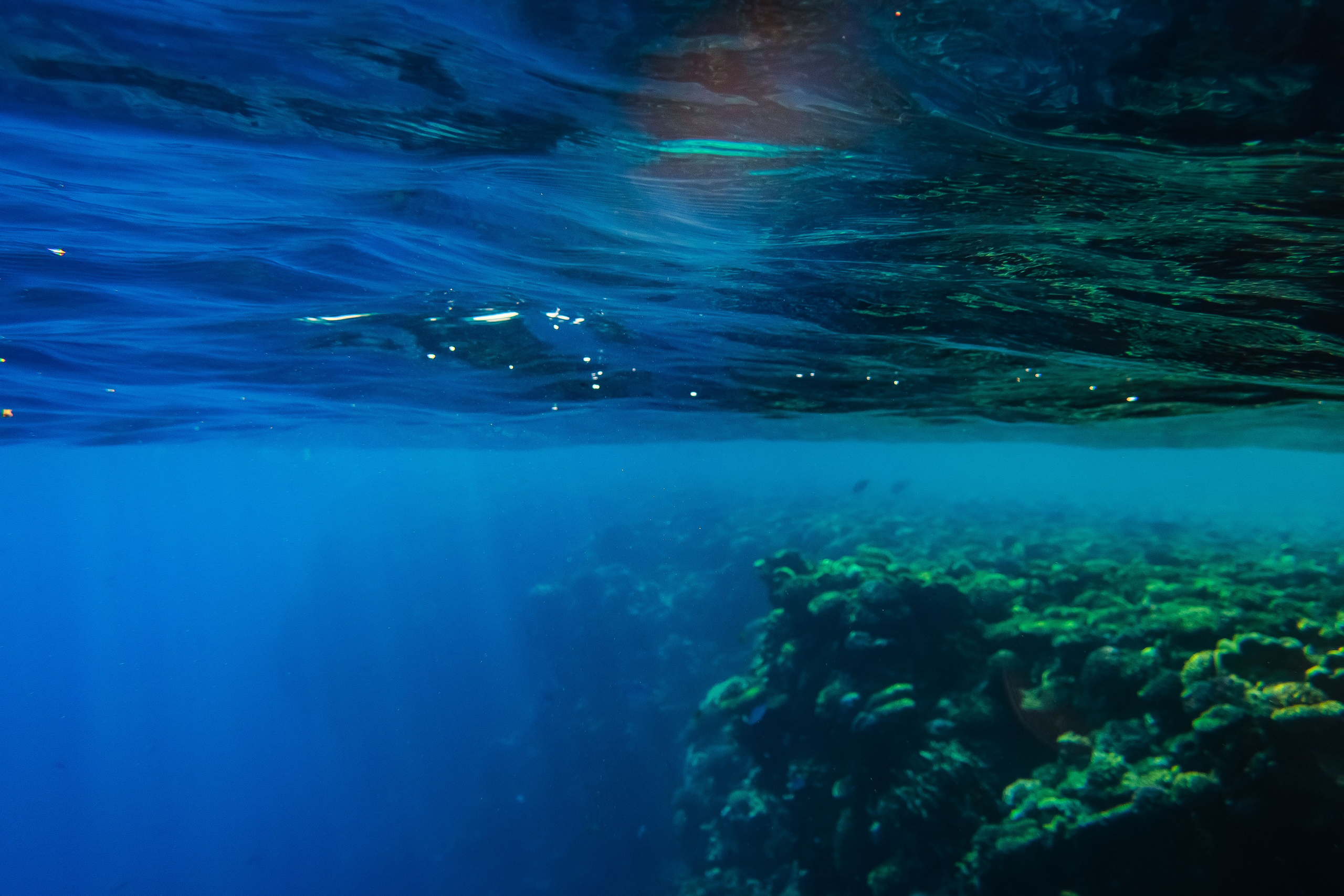 Fish. Фотограф Светлана Голицына