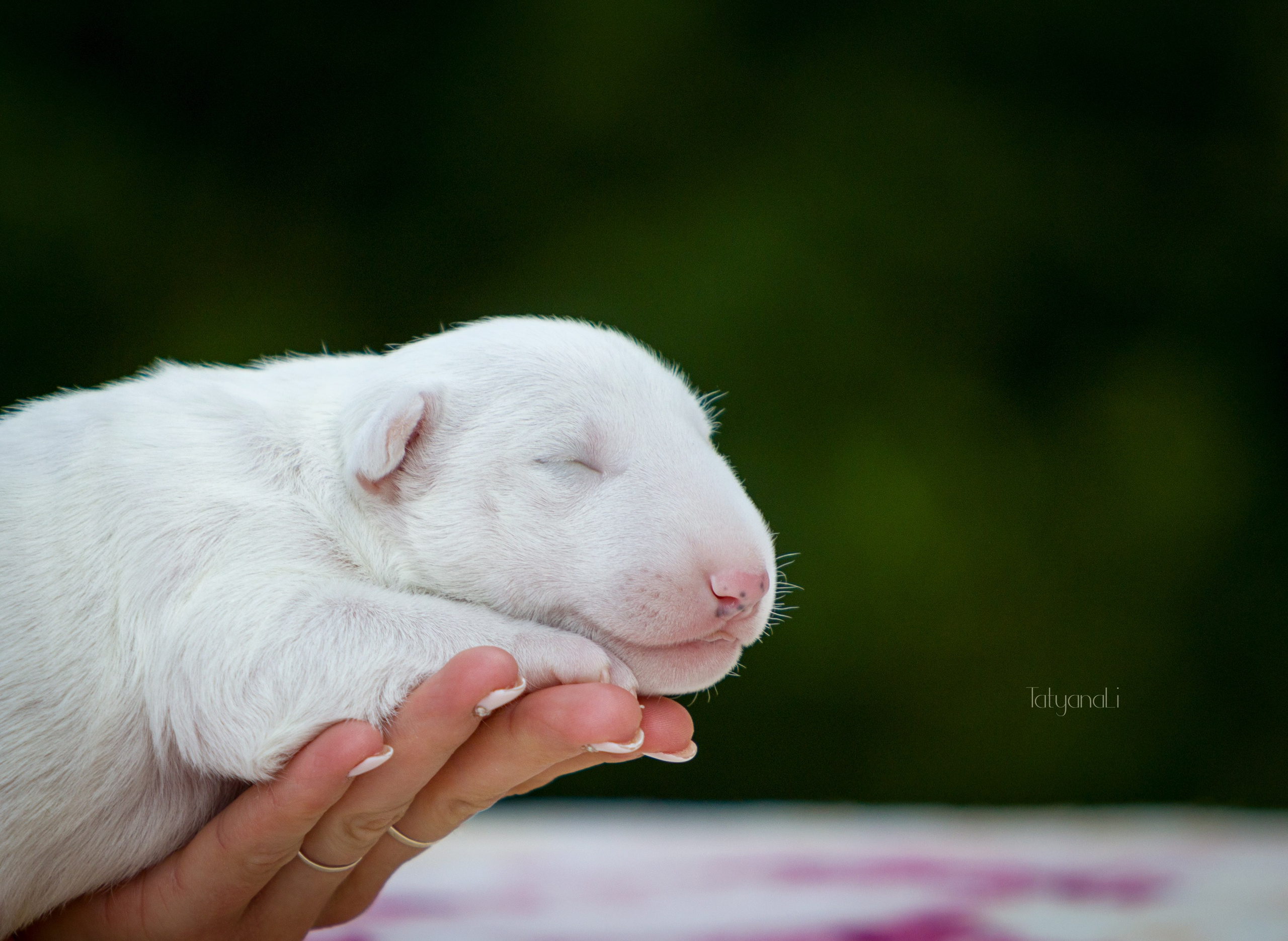 Стандартный бультерьер. Фотограф — анималист Татьяна Ли