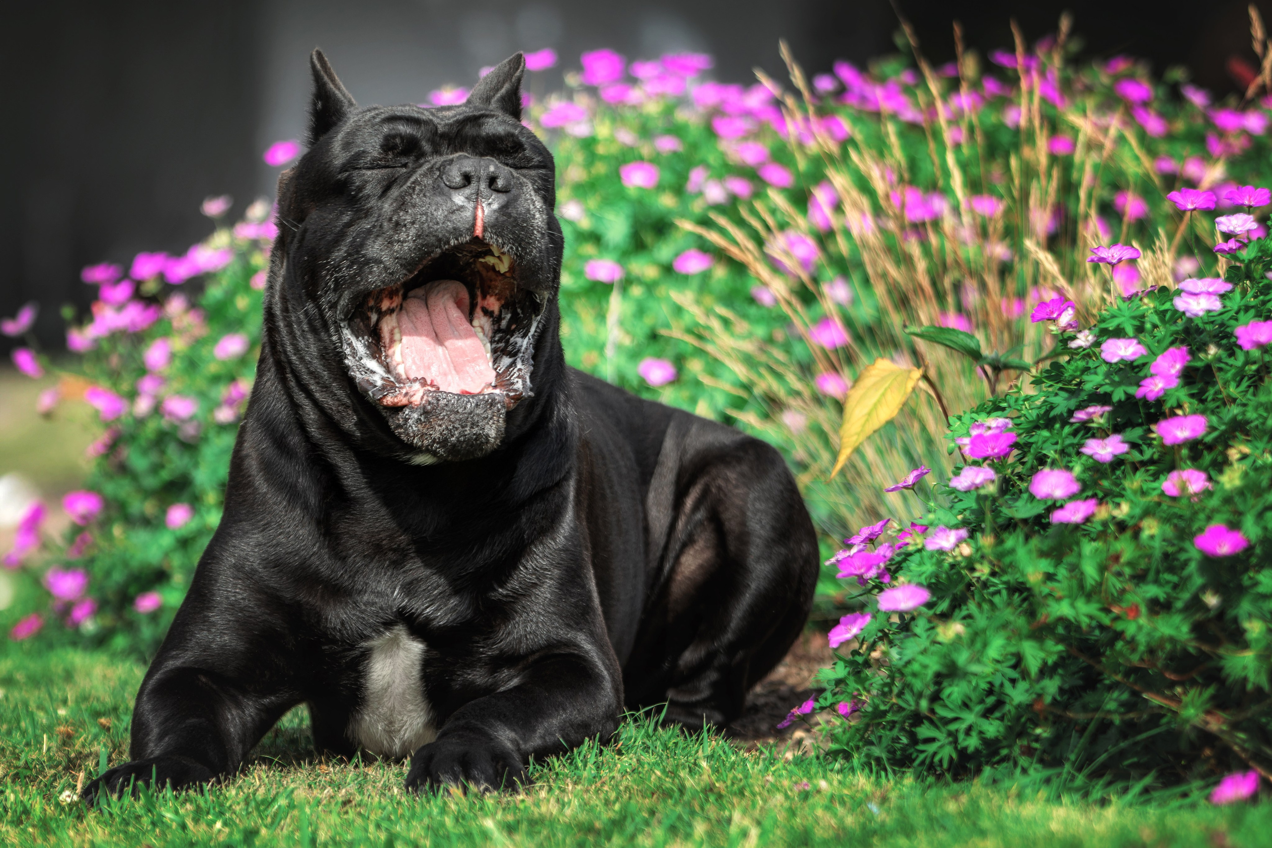 Собаки. Фотограф-анималист Юлия Зубкова