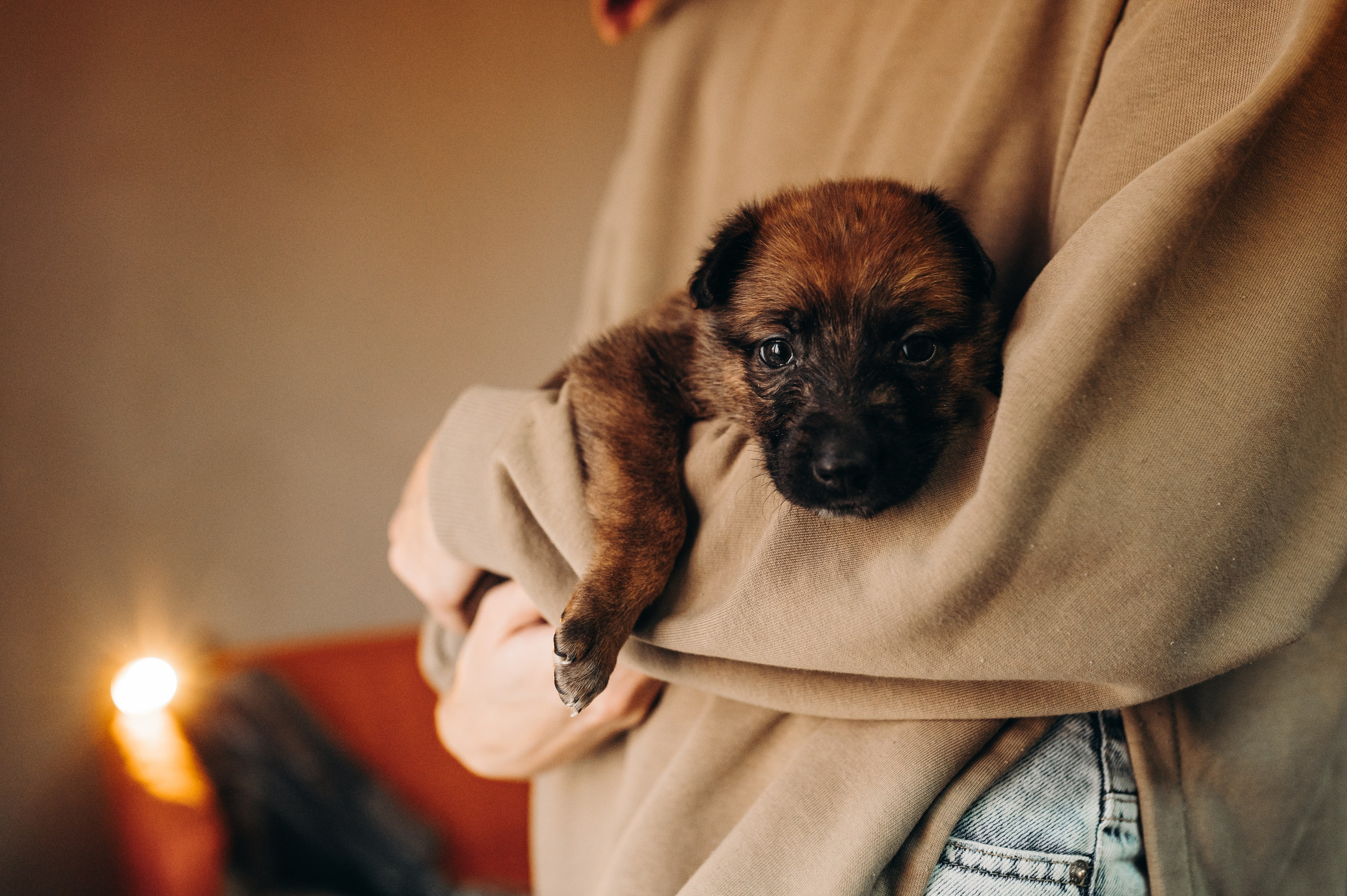 Анималистика. Главная