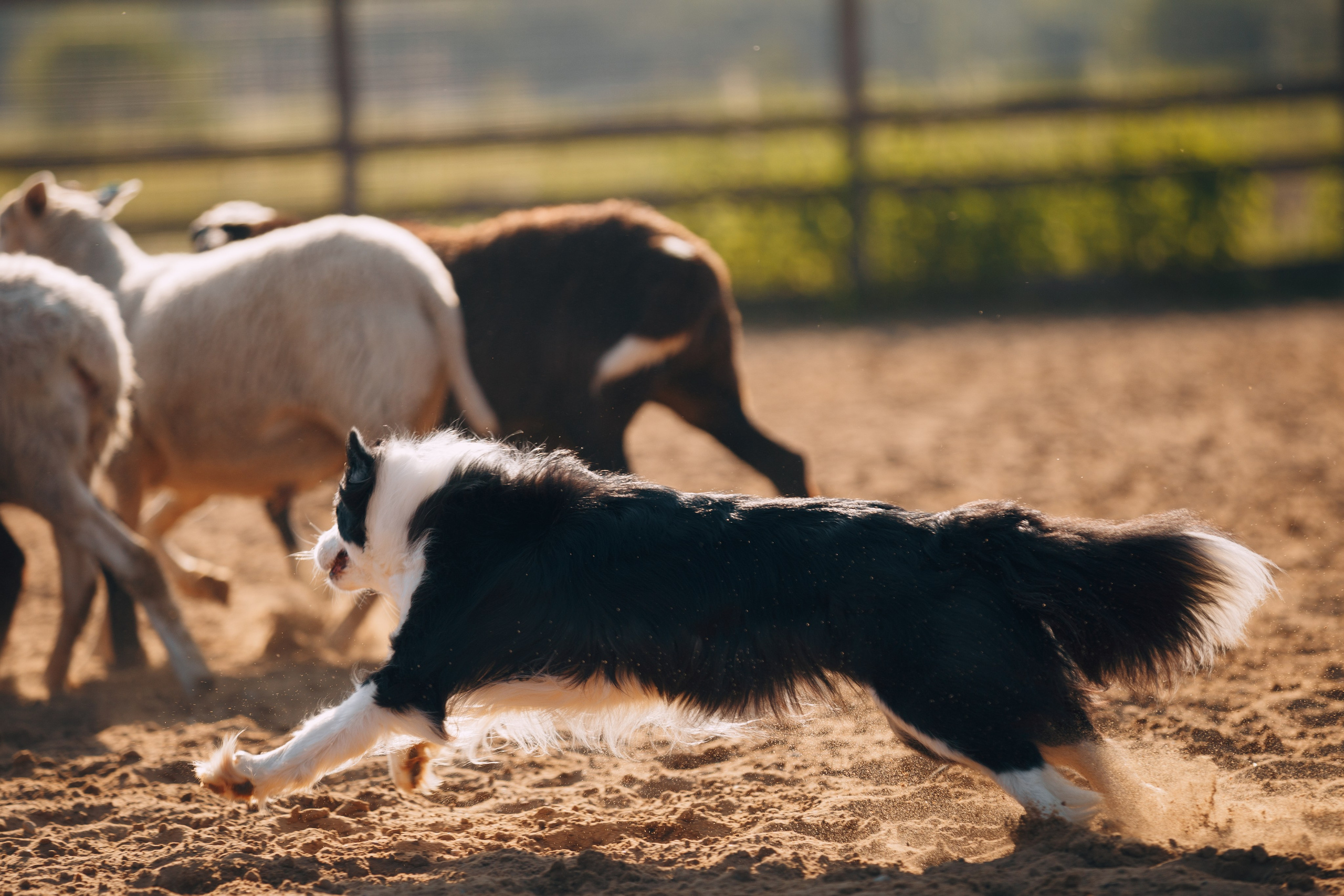 Кинологический лагерь в Горыныче. Фотограф анималист Кристина Карпова, Москва
