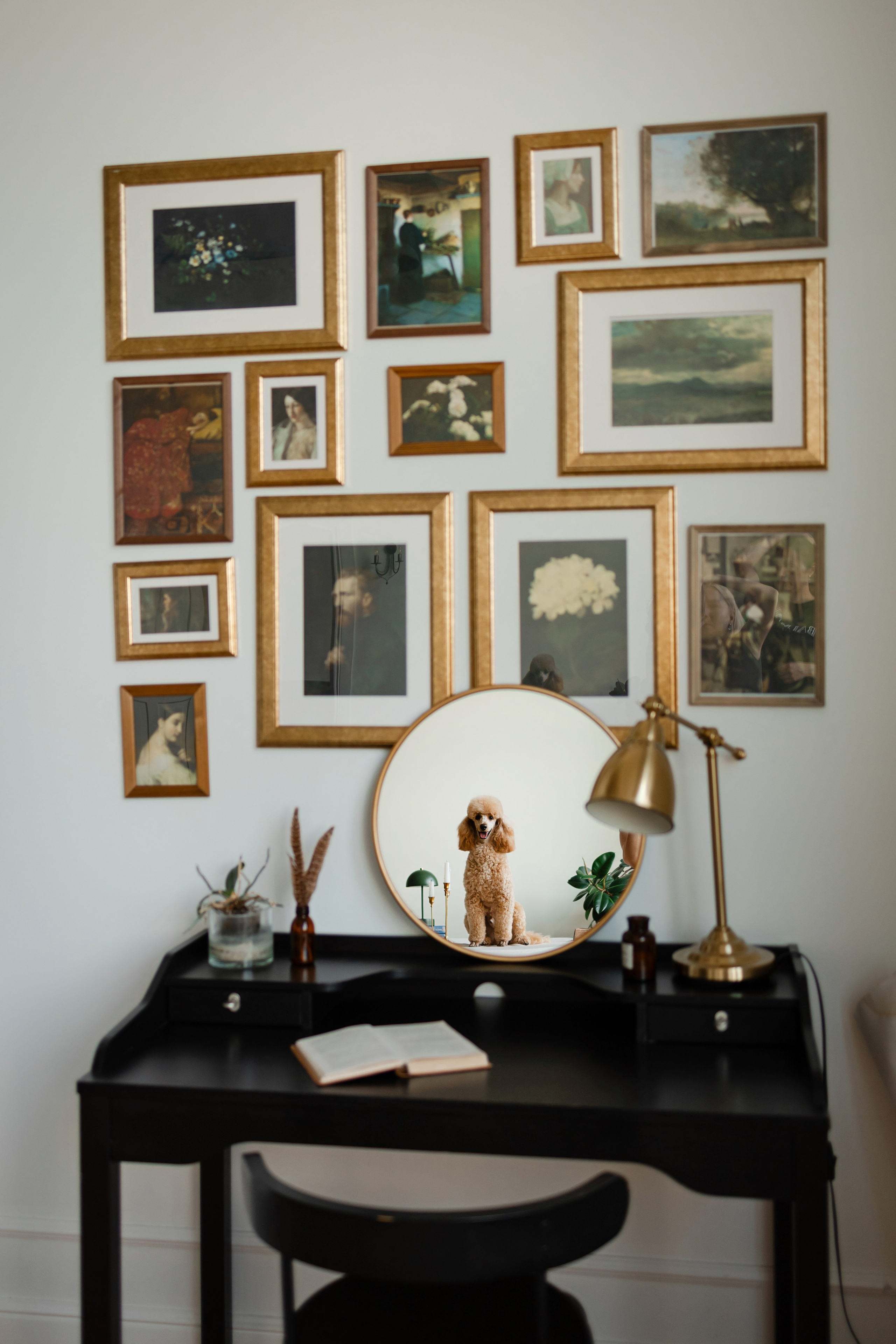 Фотосессия пуделя в студии. Фотограф-анималист в Краснодаре Маша Мельникова