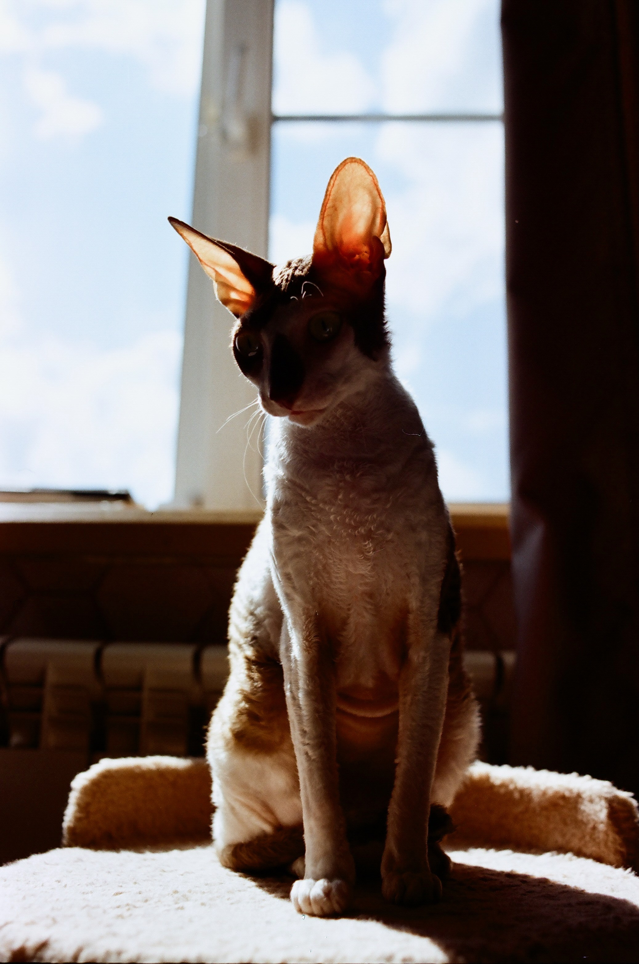 Film. Ruslan UI Dev Page