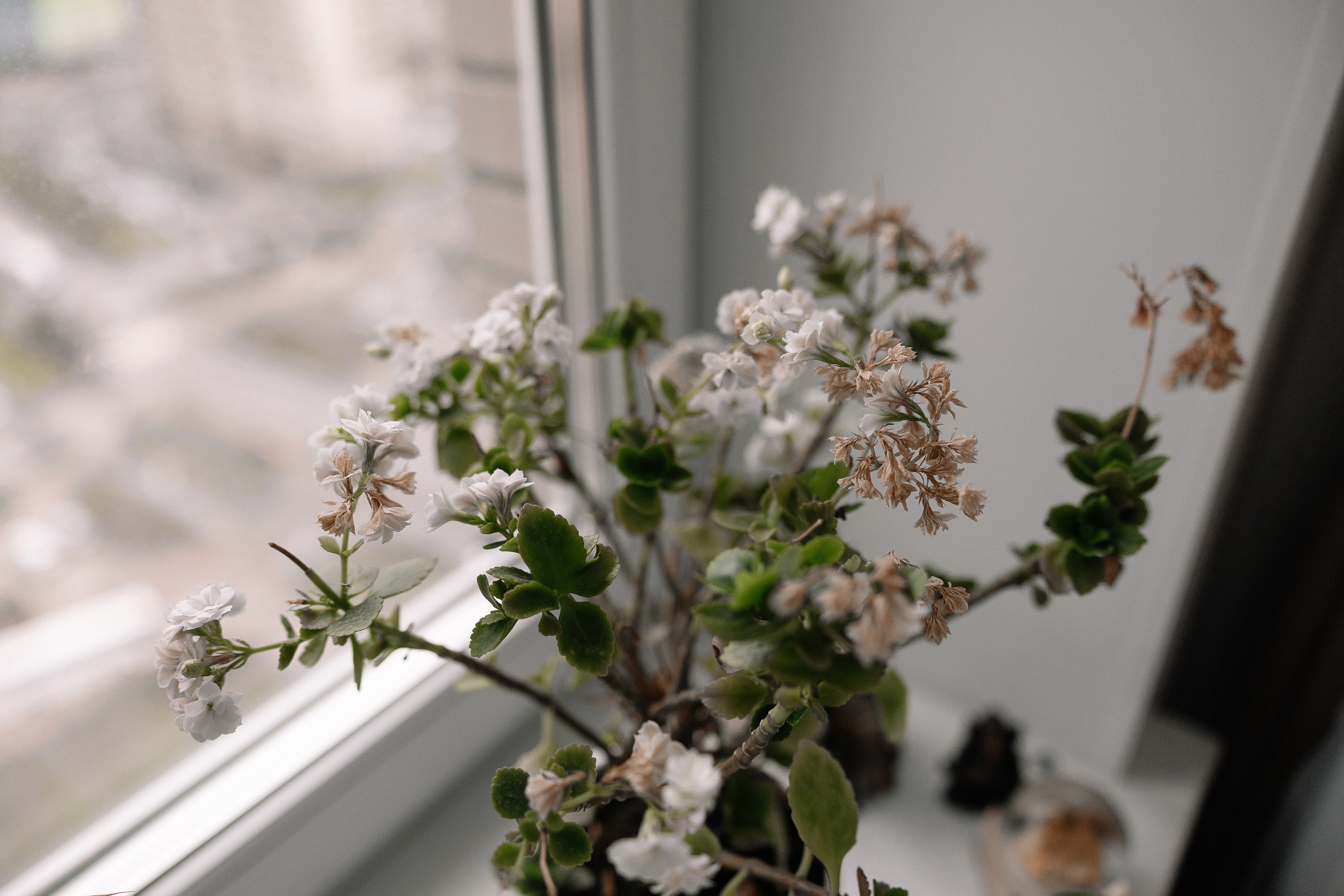 Дома тоже можно. Свадебный и семейный Фотограф Денис Кошель