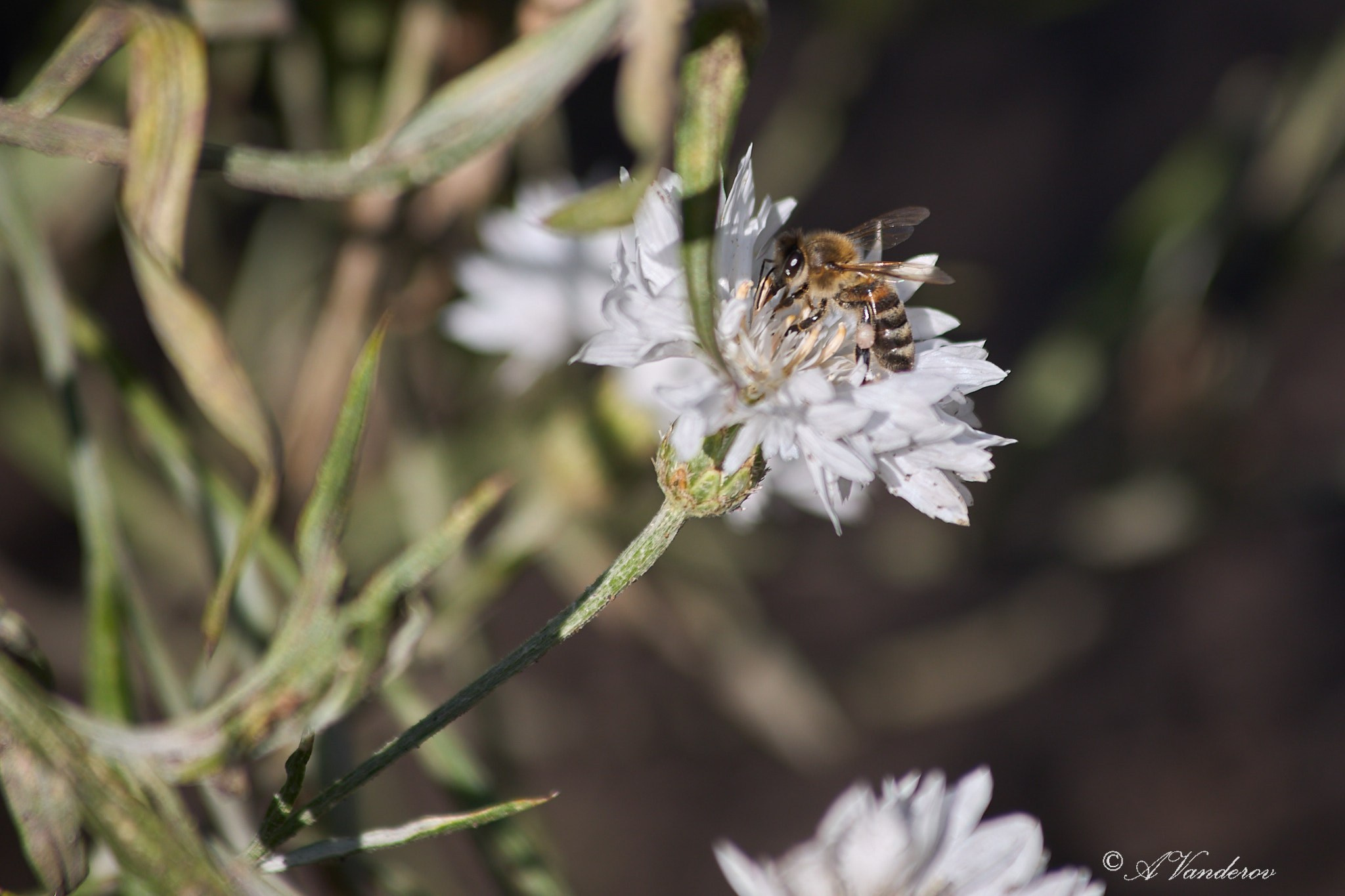 Село Савкино Баганского района Новосибирской области. Фотограф Омск | Александр Вандеров