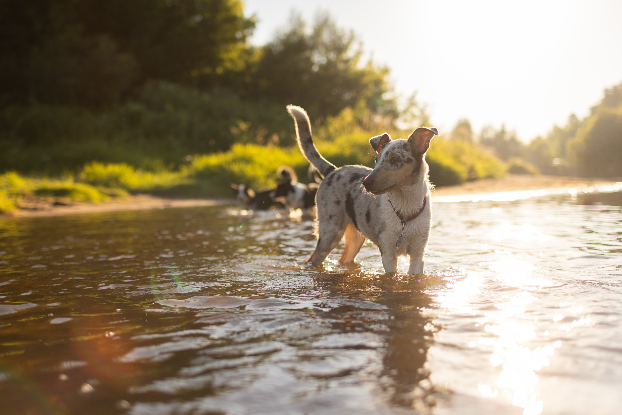 Купание щенков в стиле лайфстайл. Фотограф-анималист в Москве и Московской области Татьяна Фролова