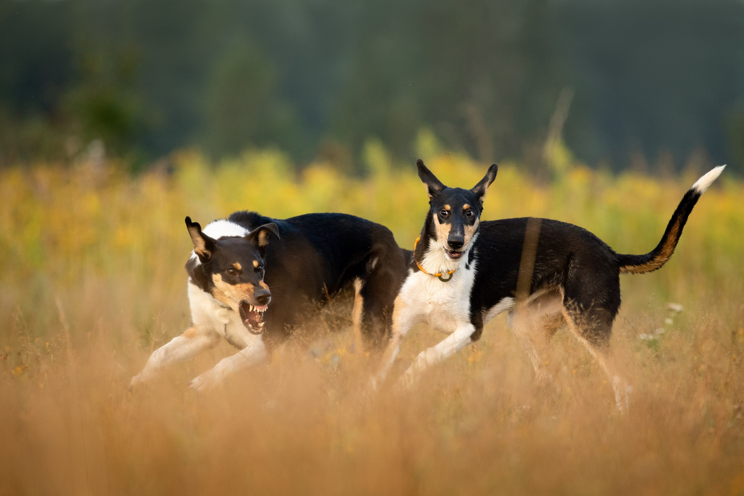 Наташа и короткошерстные колли. Фотограф-анималист в Москве и Московской области Татьяна Фролова