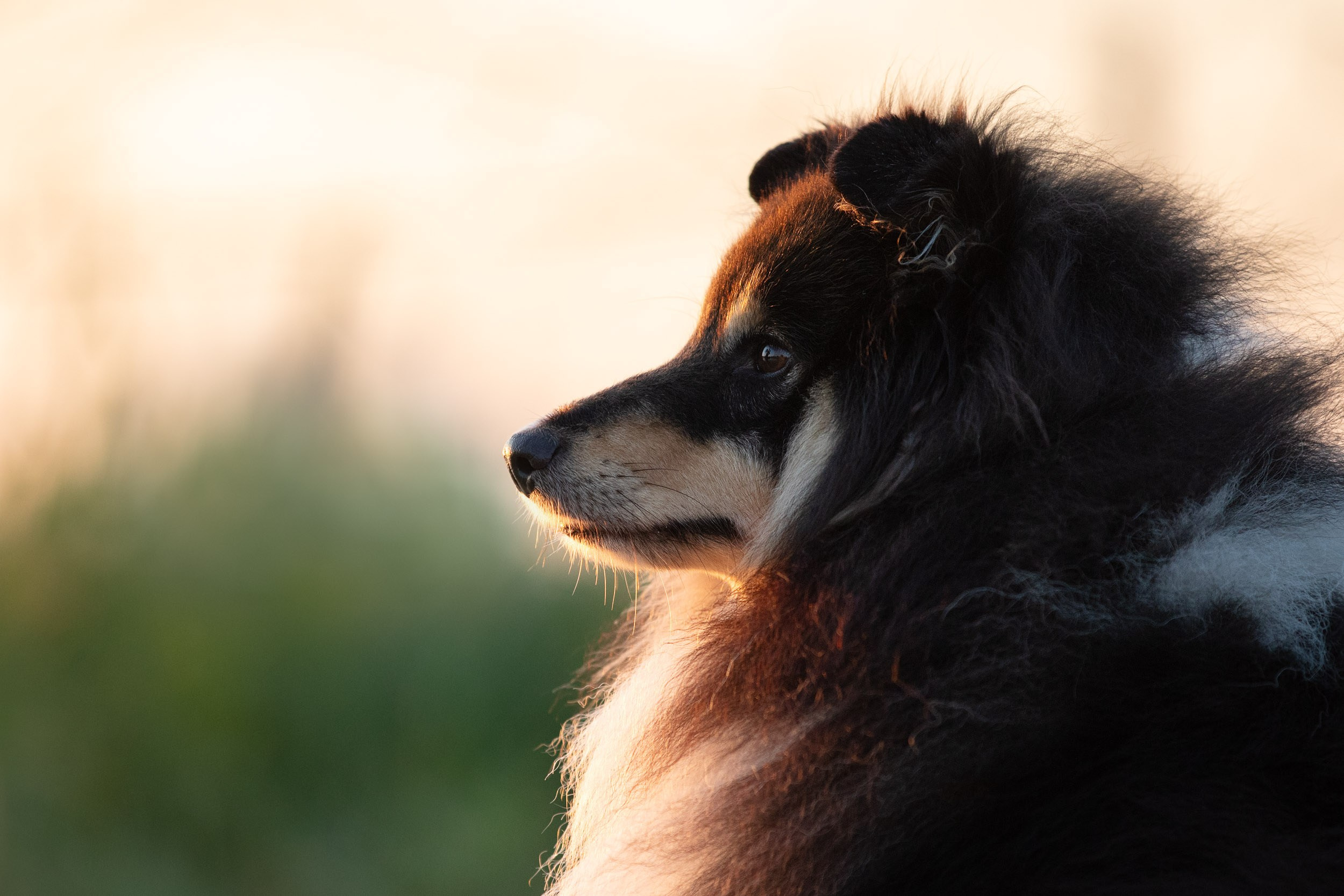 Съемка с шелти на рассвете на песчаном карьере. Фотограф-анималист в Москве и Московской области Татьяна Фролова