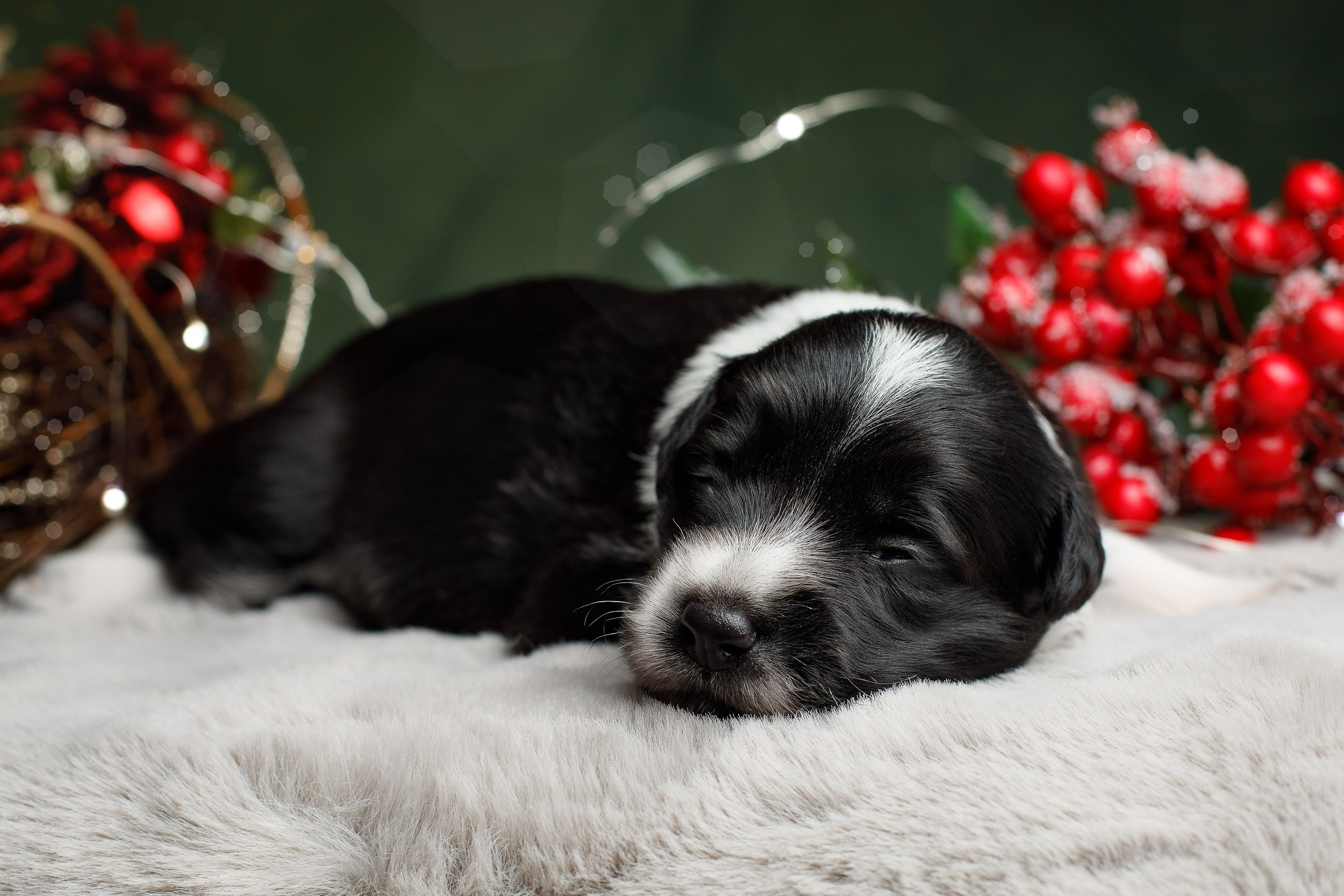 Студийная ньюборн съемка помета бордер-колли. Фотограф-анималист в Москве и Московской области Татьяна Фролова