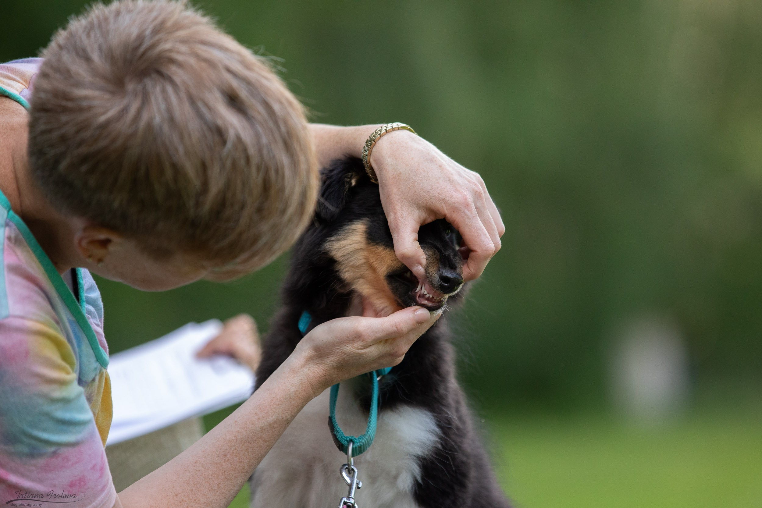 Репортаж с выводки молодняка колли/шелти в Ясенево. Фотограф-анималист в Москве и Московской области Татьяна Фролова