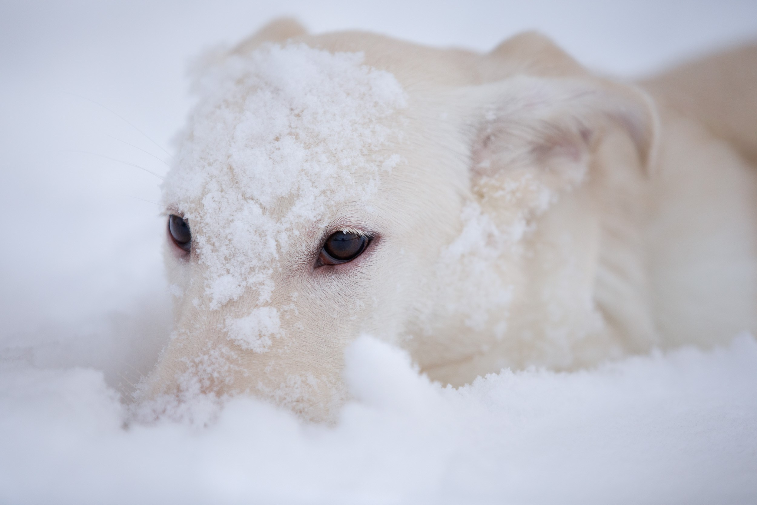Фотопрогулка с Авророй и Амуром в Гольяново. Фотограф-анималист в Москве и Московской области Татьяна Фролова