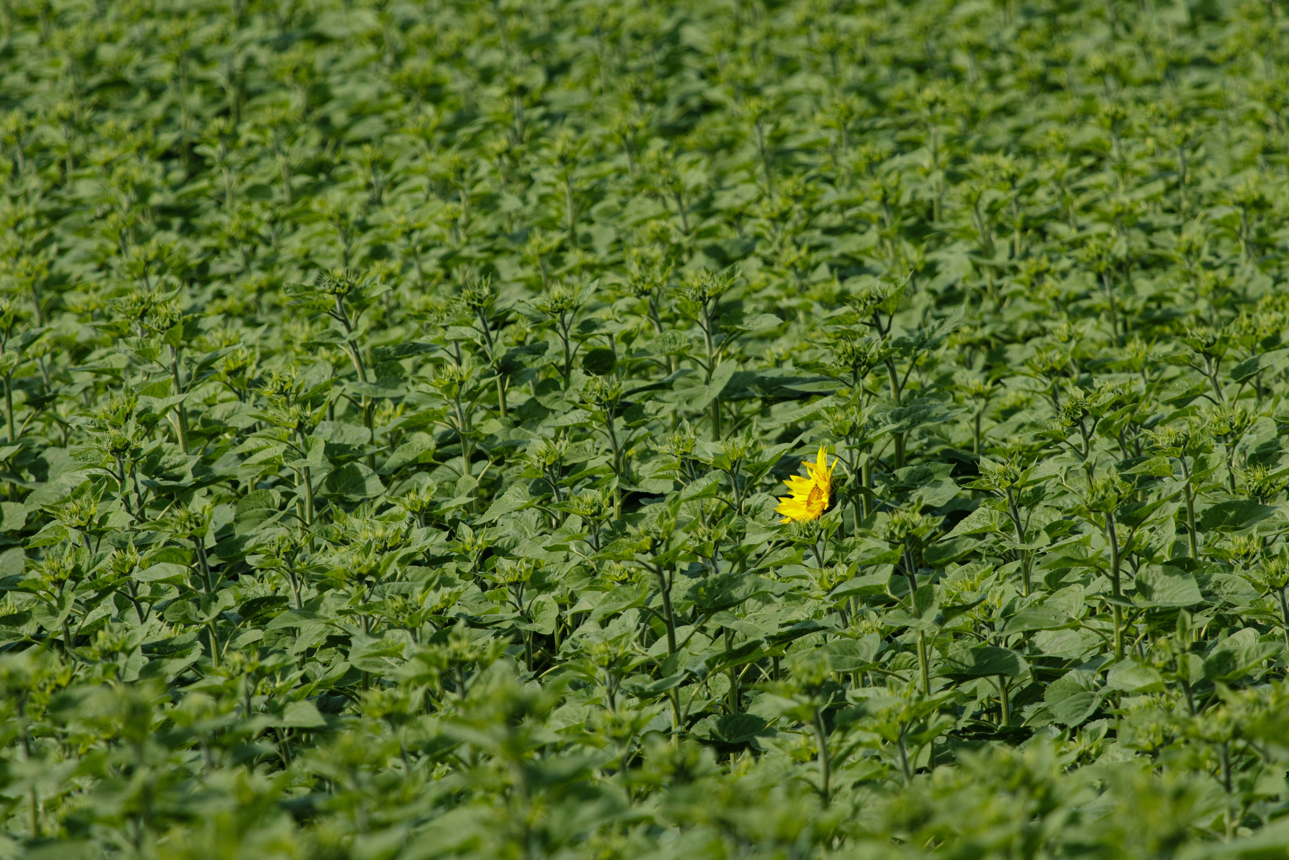 Казахстан. Фотограф Кирилл Мешков Кемерово
