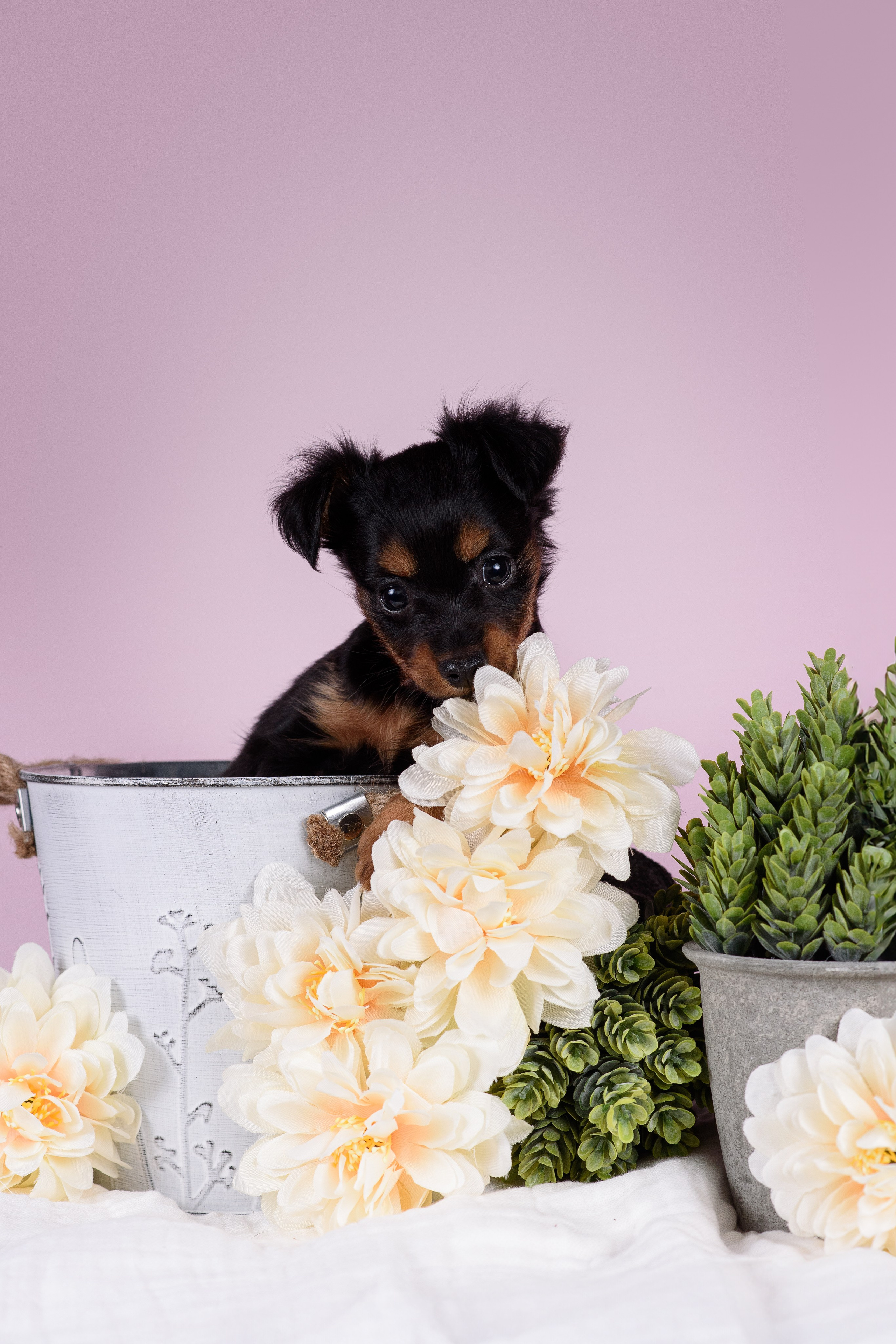 Щенки Пражских крысариков -13.04.2024. Фотограф — Анималист | Анна Абрамова