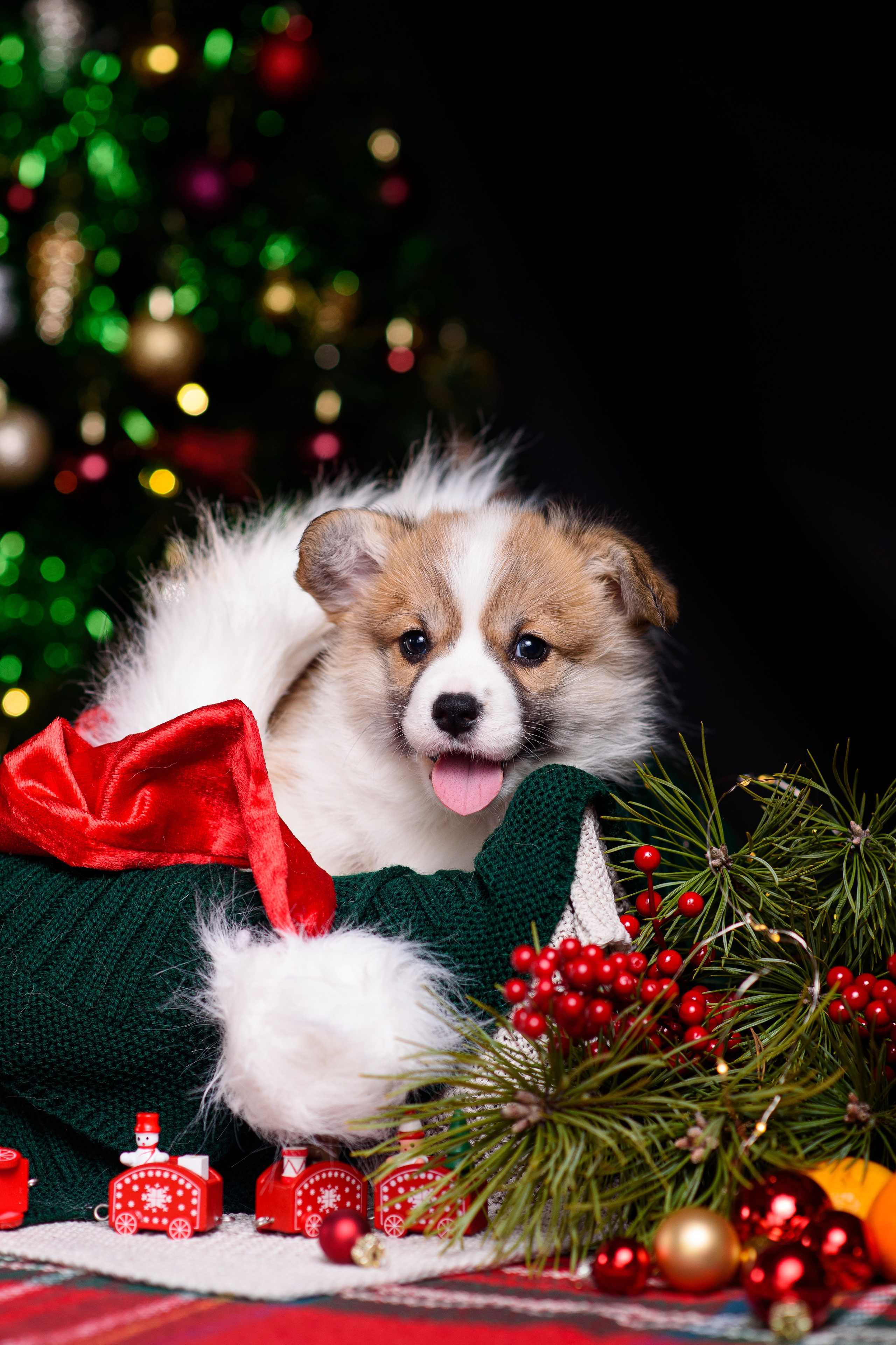 Фотограф — Анималист | Анна Абрамова