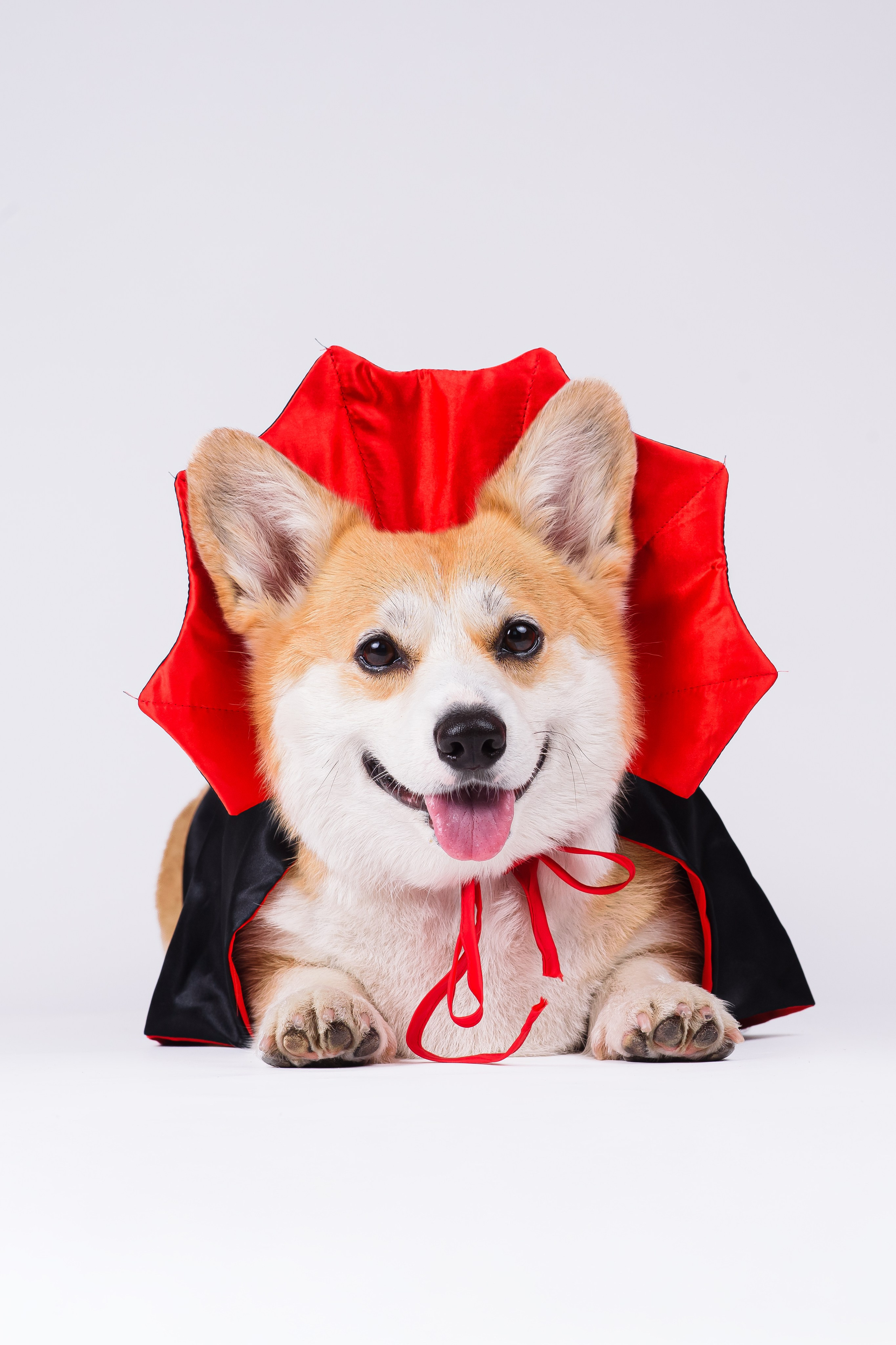 Лея на однотонном фоне. Фотограф — Анималист | Анна Абрамова