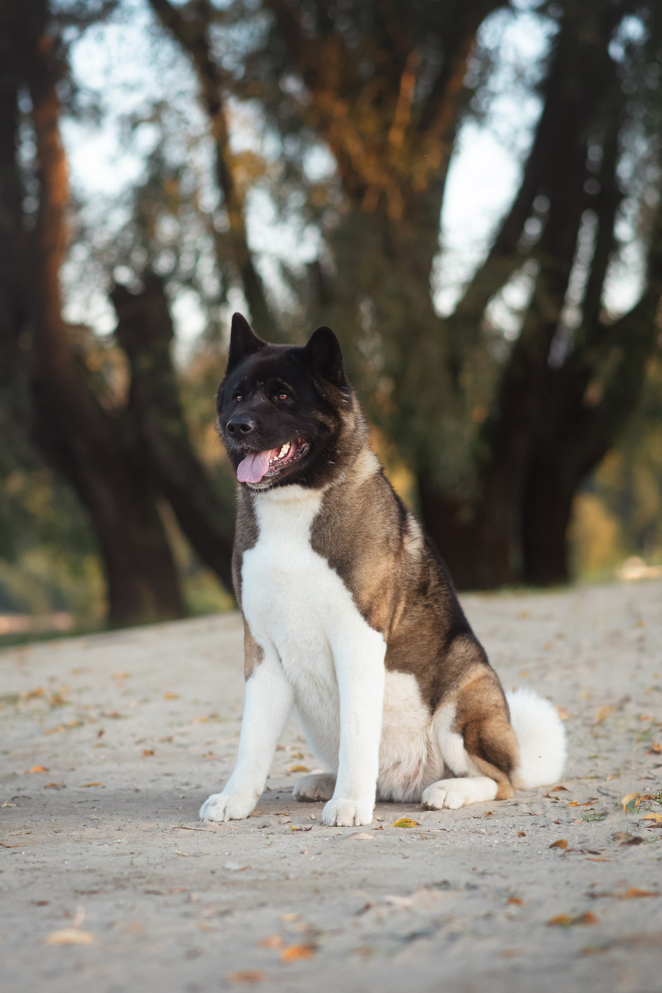 Американская Акита Дива — 16.09.2024. Фотограф — Анималист | Анна Абрамова