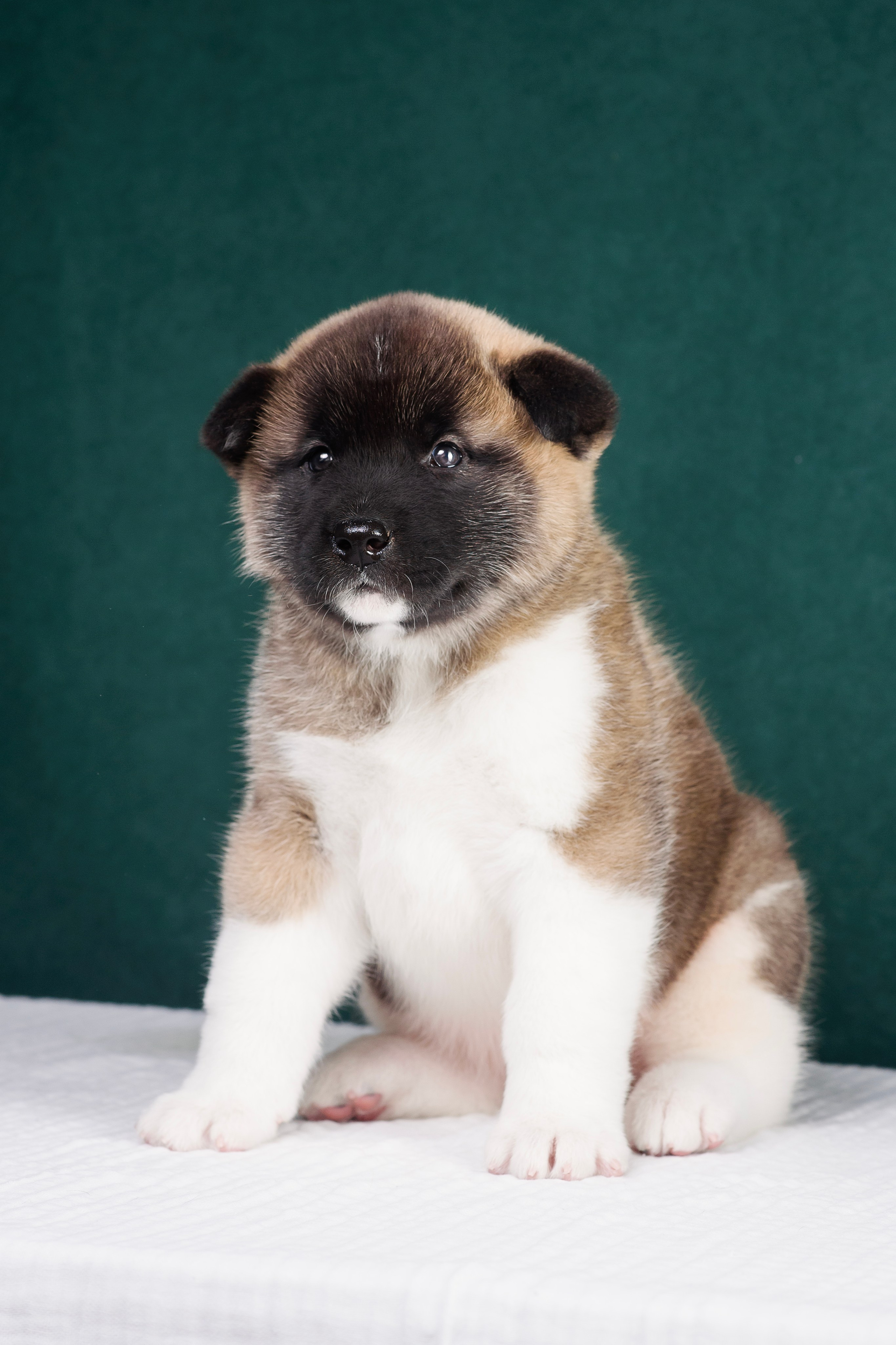 Щенки Американской Акиты. Фотограф — Анималист | Анна Абрамова